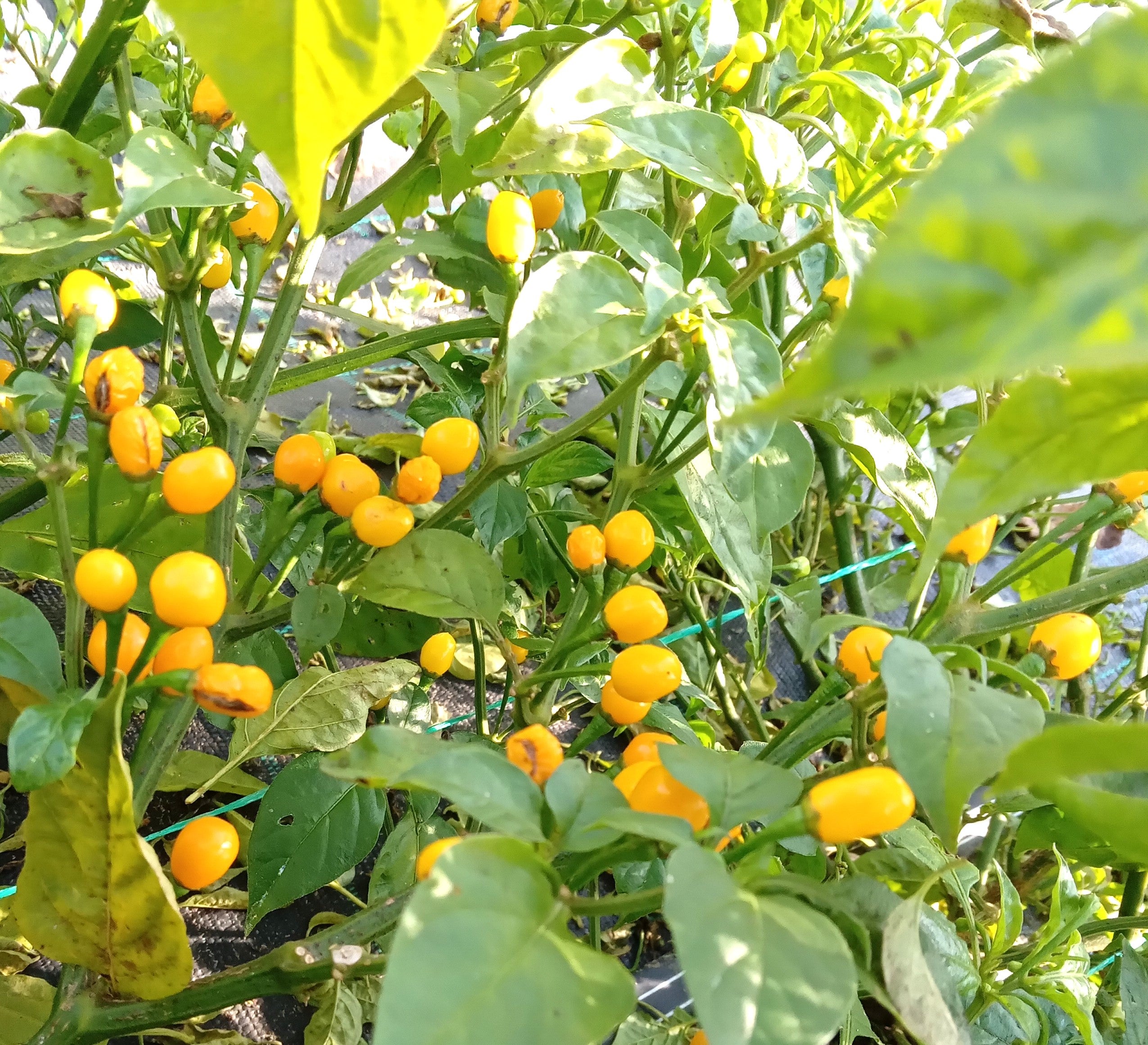 Răsad Ardei - Aji Charapita Yellow