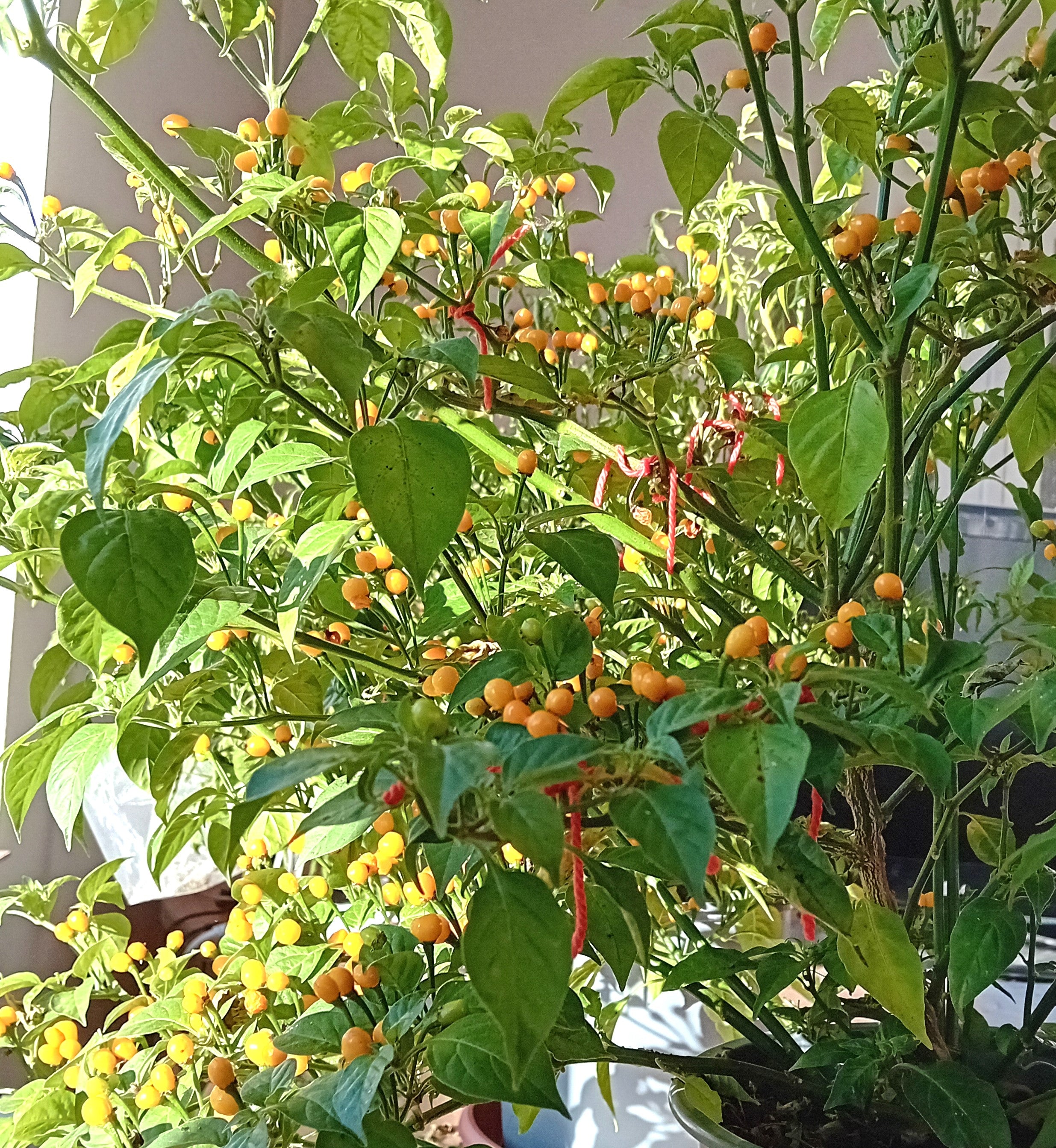 Răsad Ardei - Aji Charapita Yellow