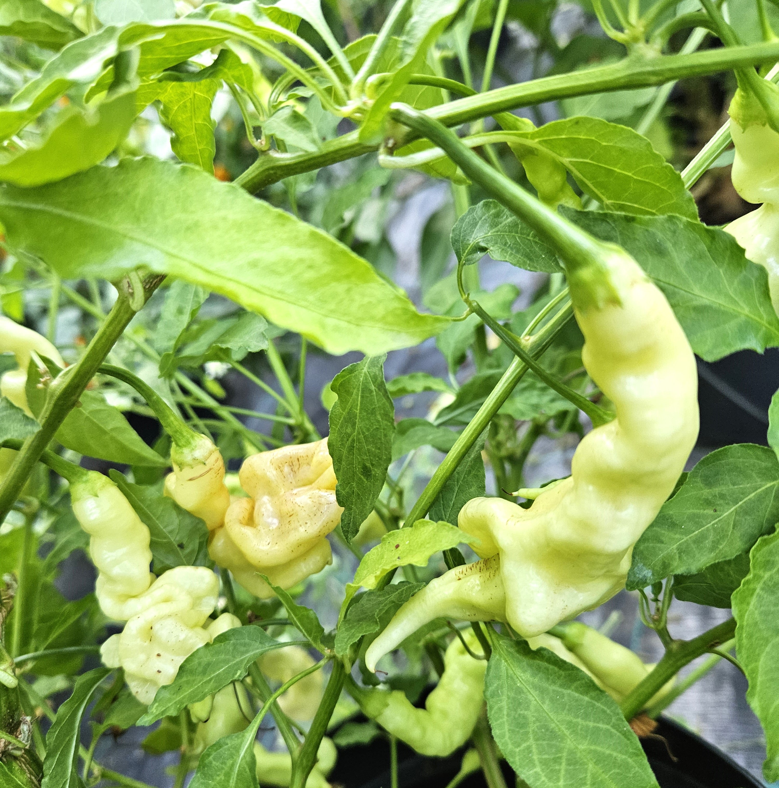 Răsad Ardei - Aji Confusion