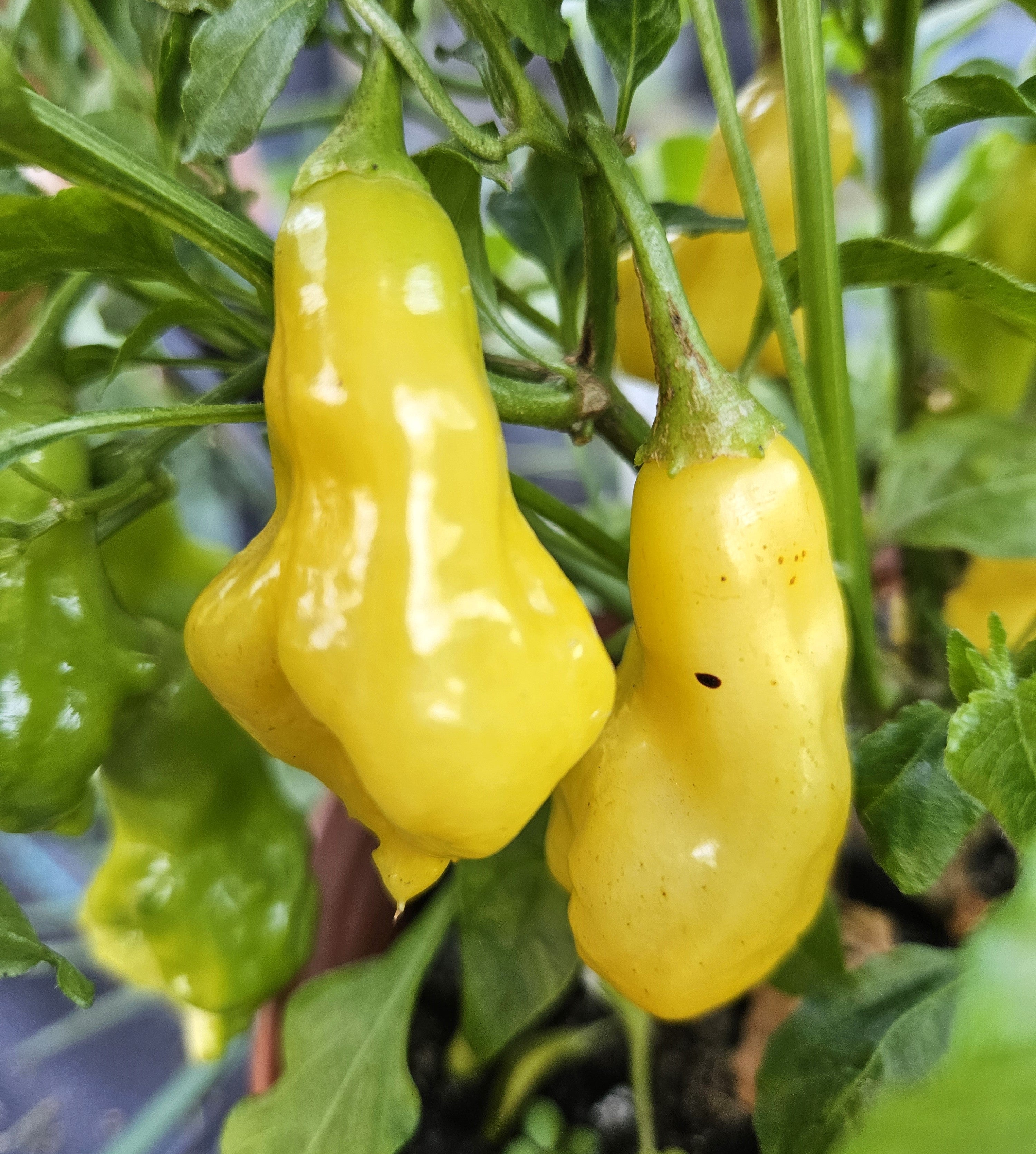 Răsad Ardei - Aji Fantasy