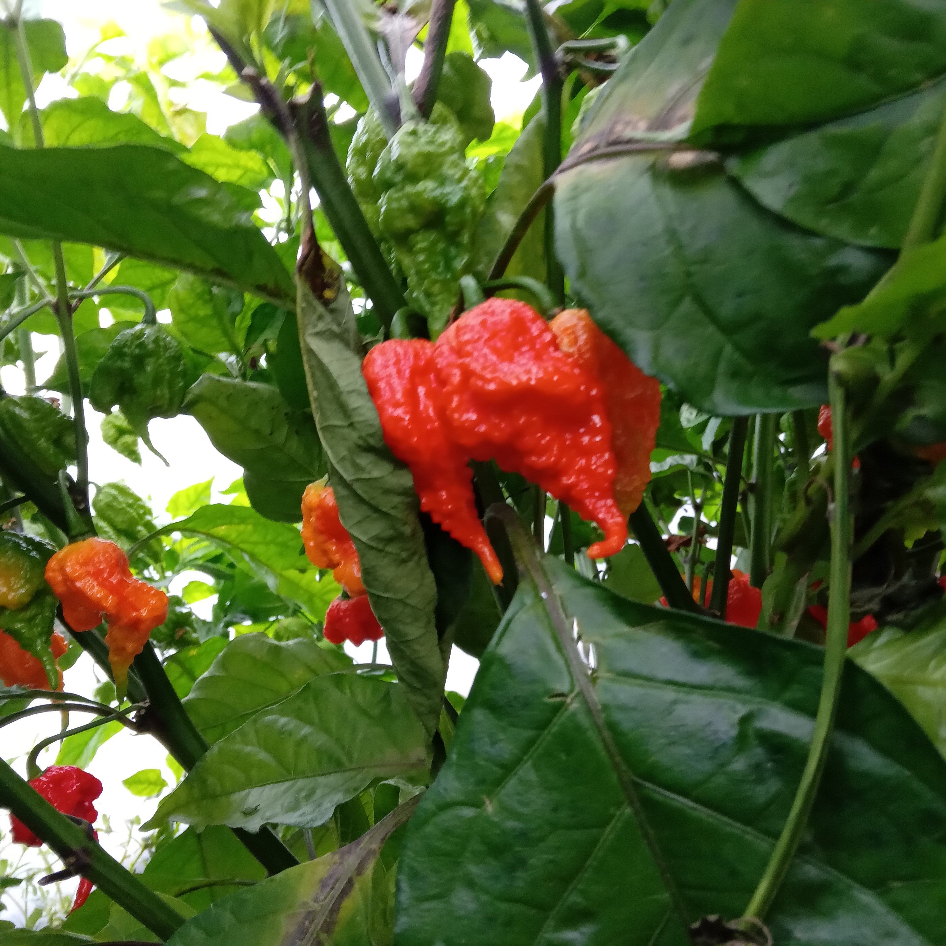 Răsad Ardei - 7 Pot Brain Strain Red