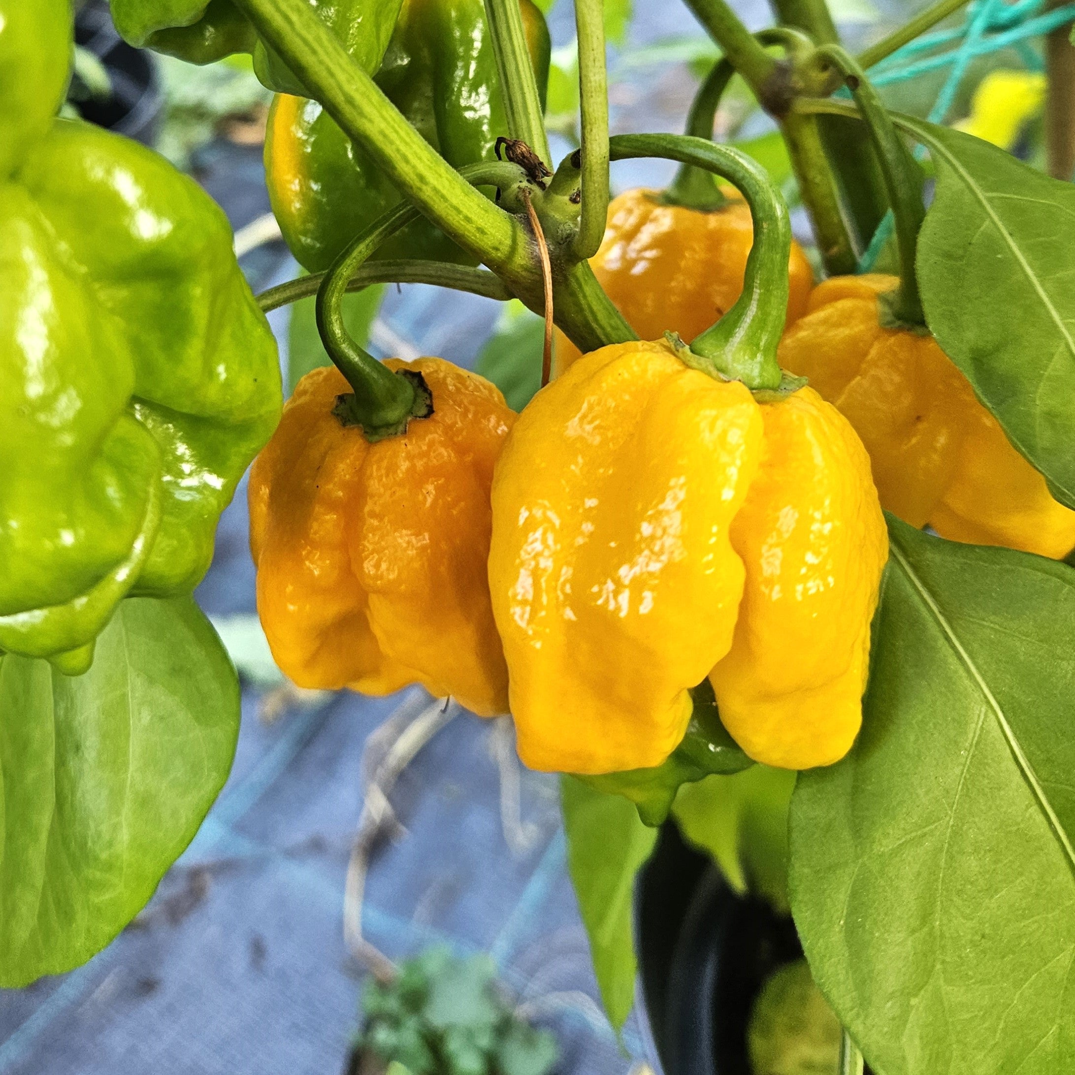 Răsad Ardei - 7 Pot Brain Strain Yellow