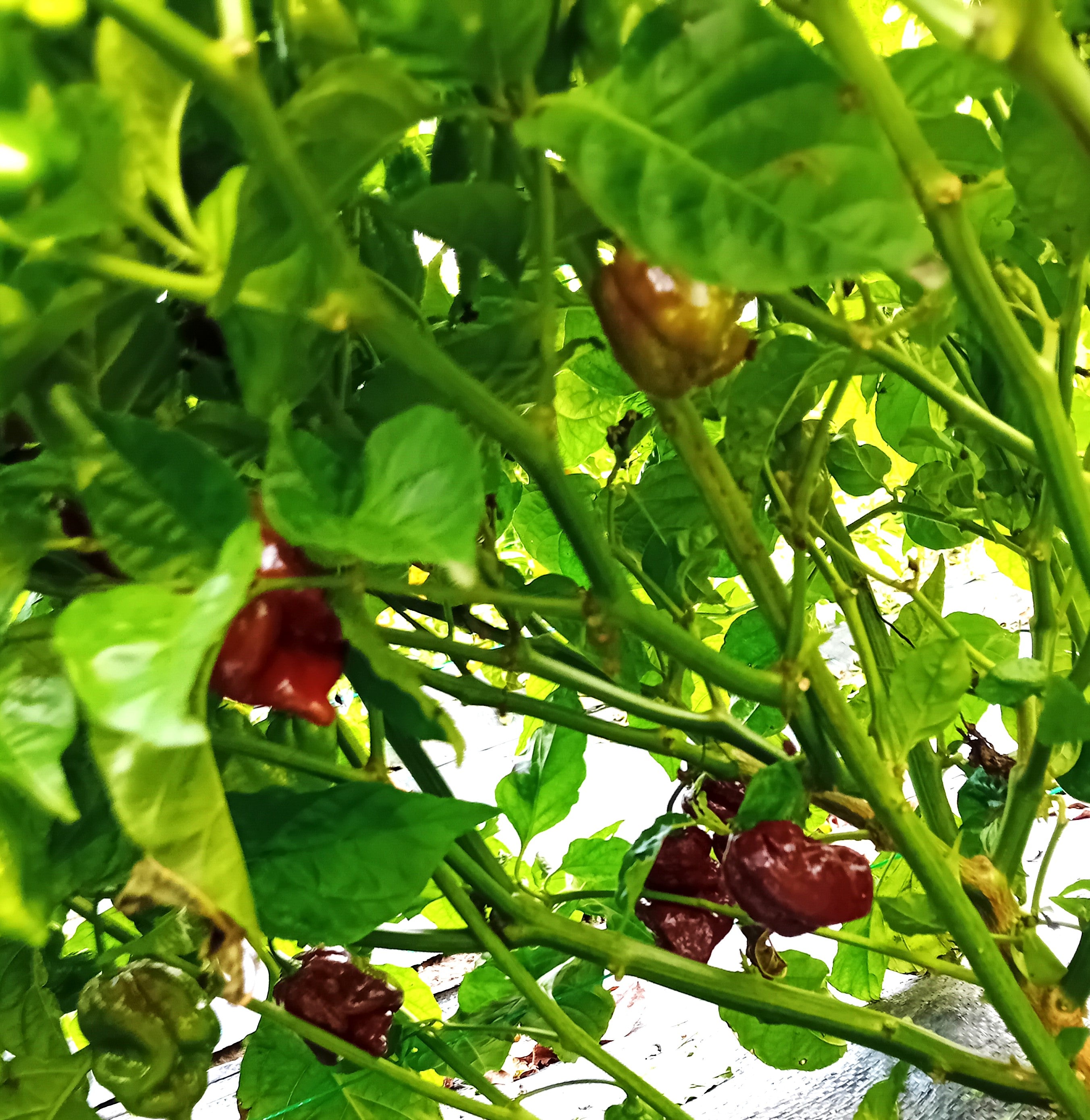 Răsad Ardei - 7 Pot Chocolate