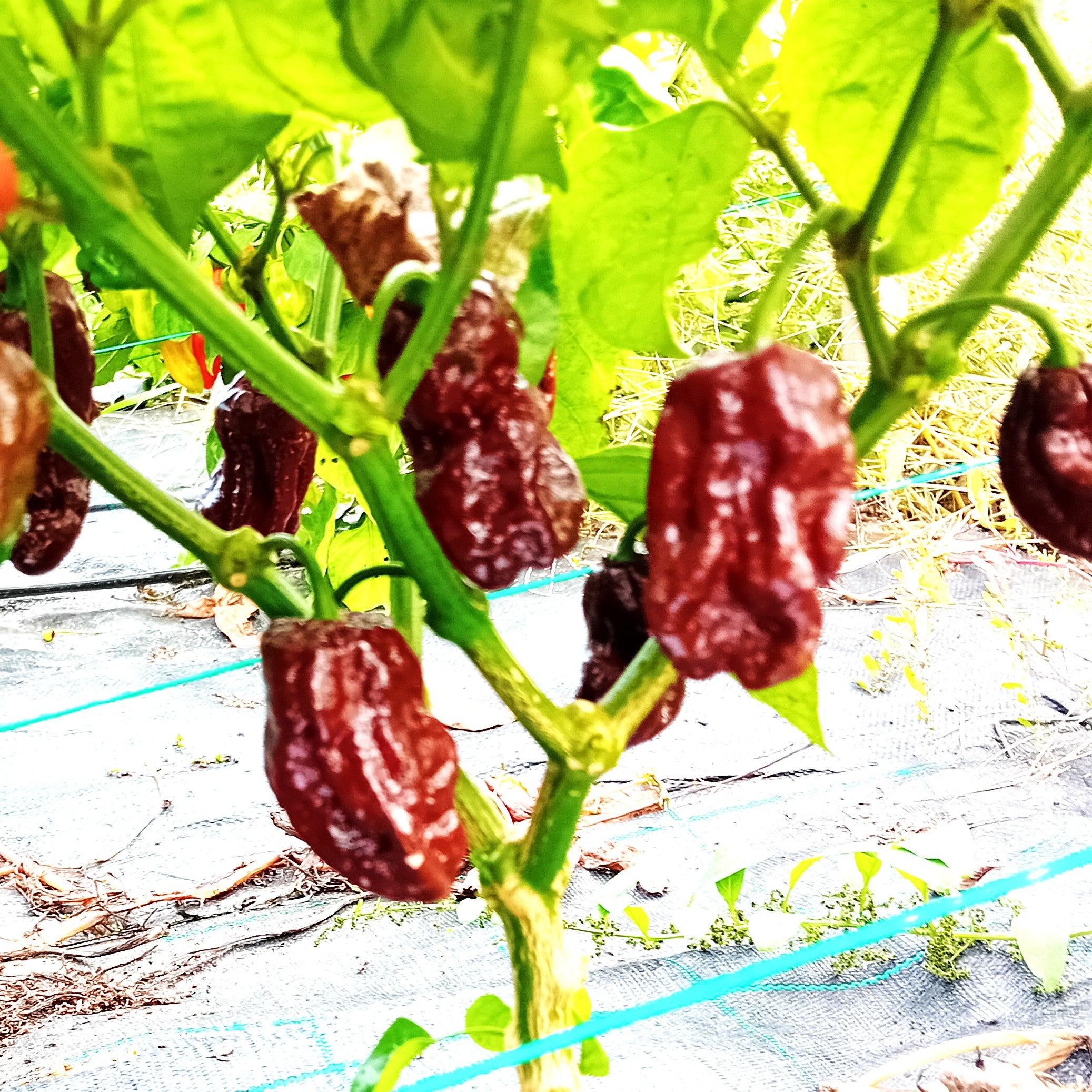 Răsad Ardei - 7 Pot Congo Chocolate