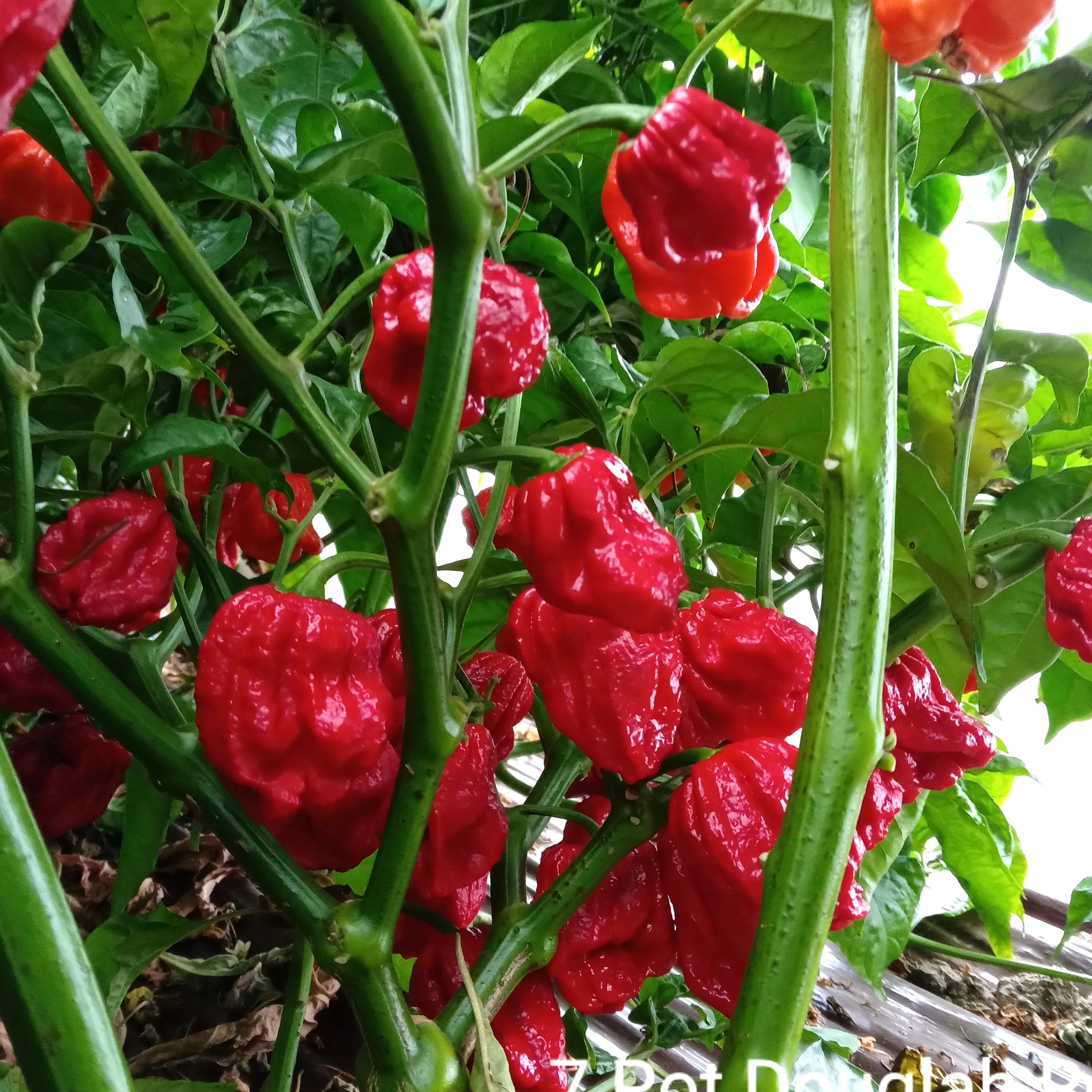 Răsad Ardei - 7 Pot Douglah Red