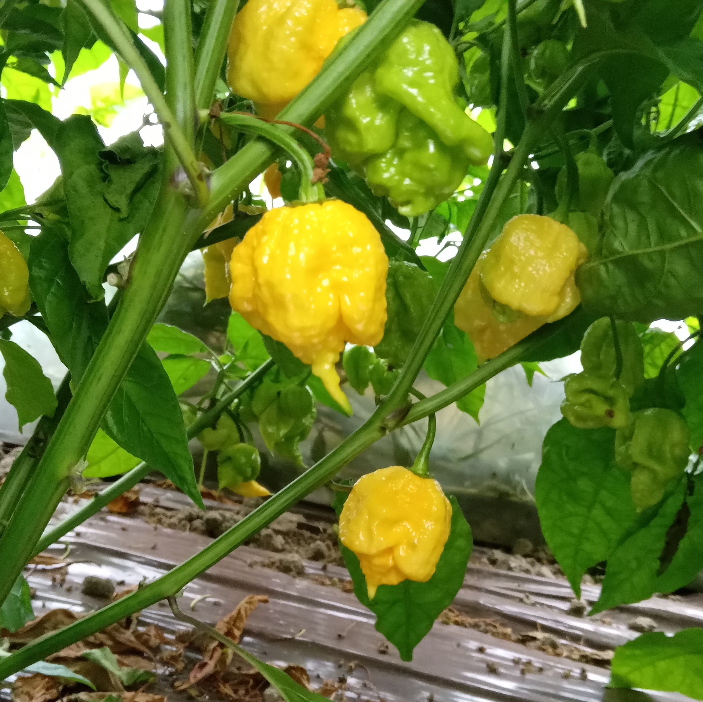 Răsad Ardei - 7 Pot Primo Orange