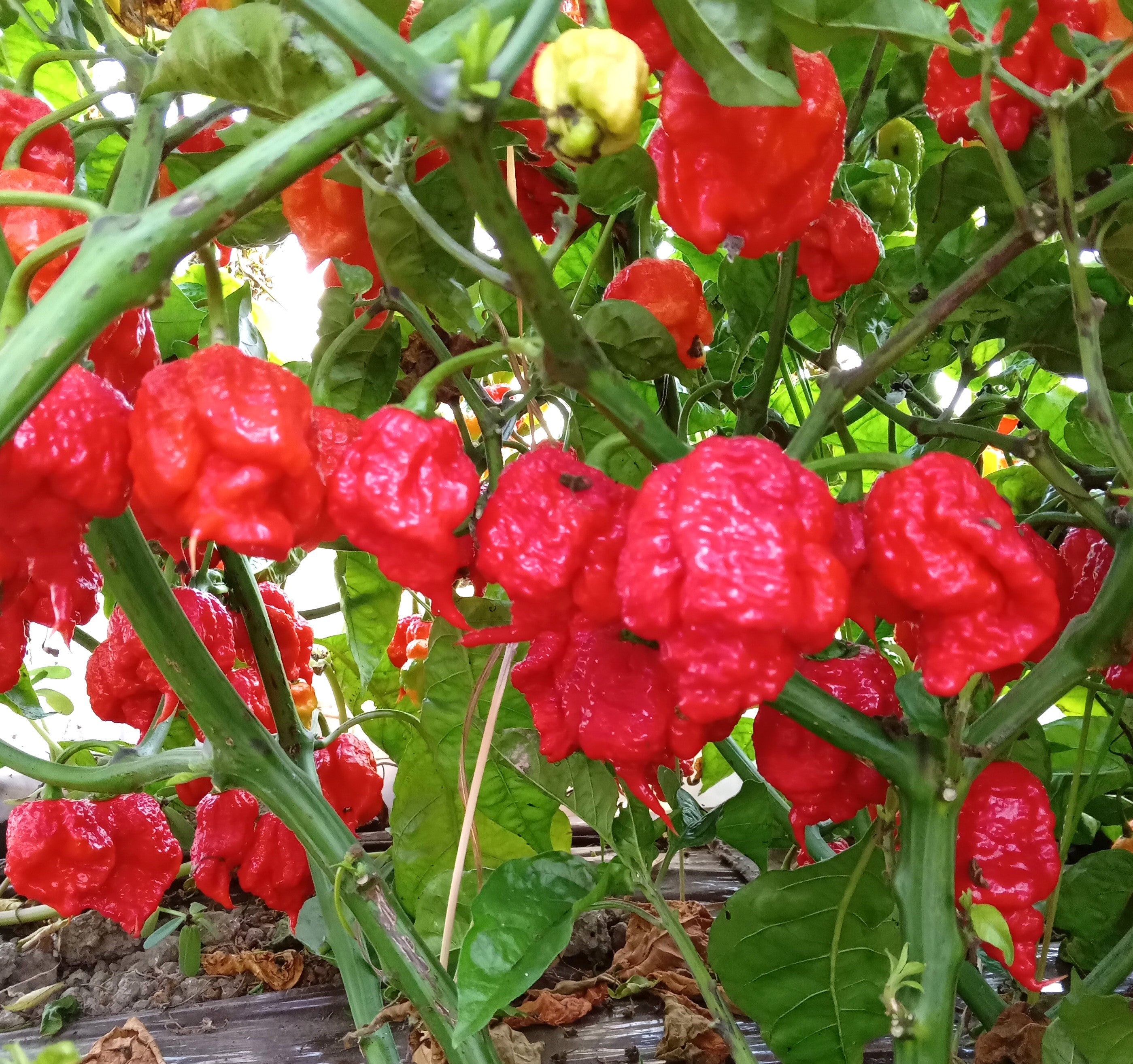 Răsad Ardei - 7 Pot Primo Red