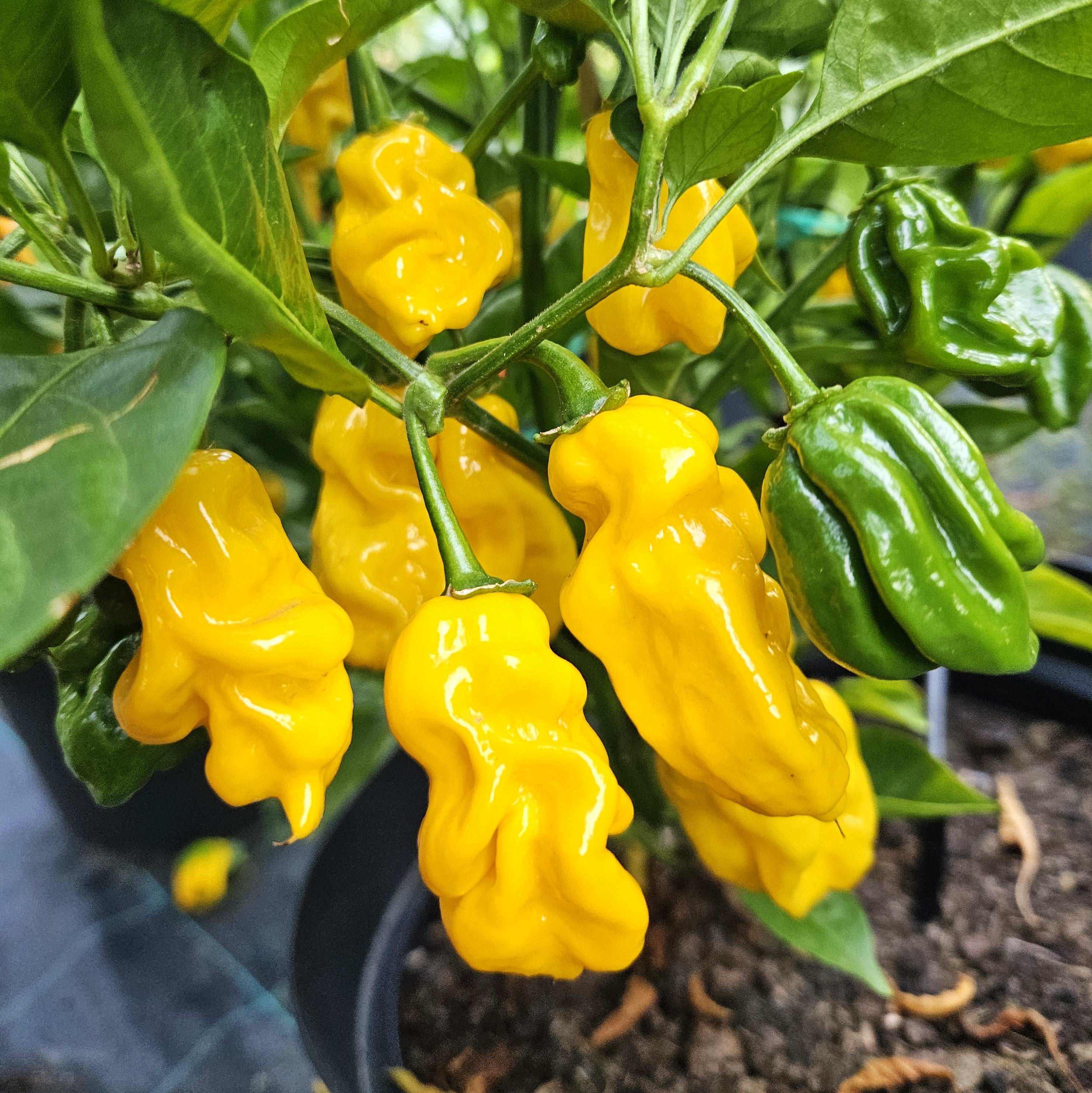 Răsad Ardei - 7 Pot Congo SR Gigantic Yellow