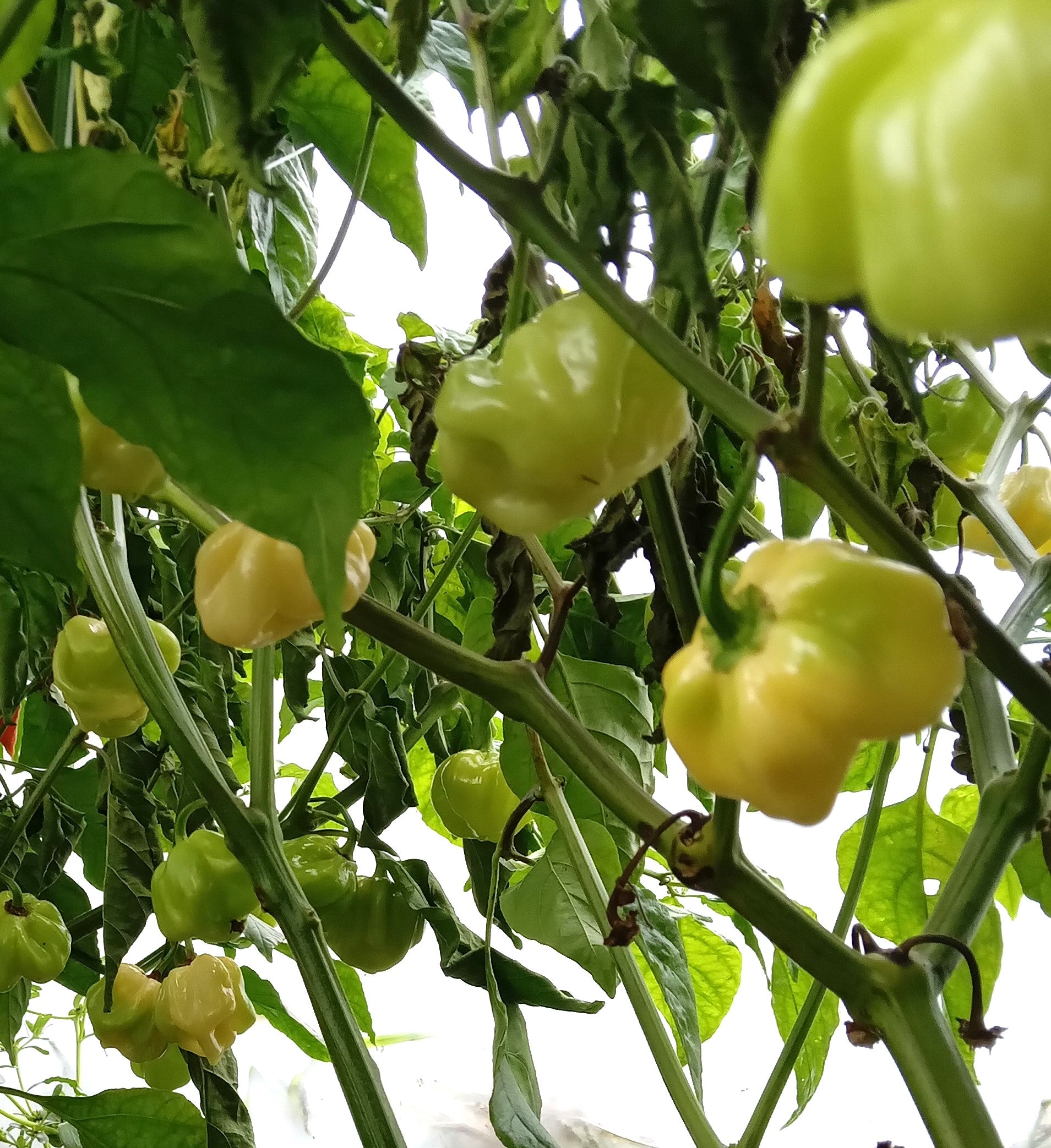 Răsad Ardei - 7 Pot White