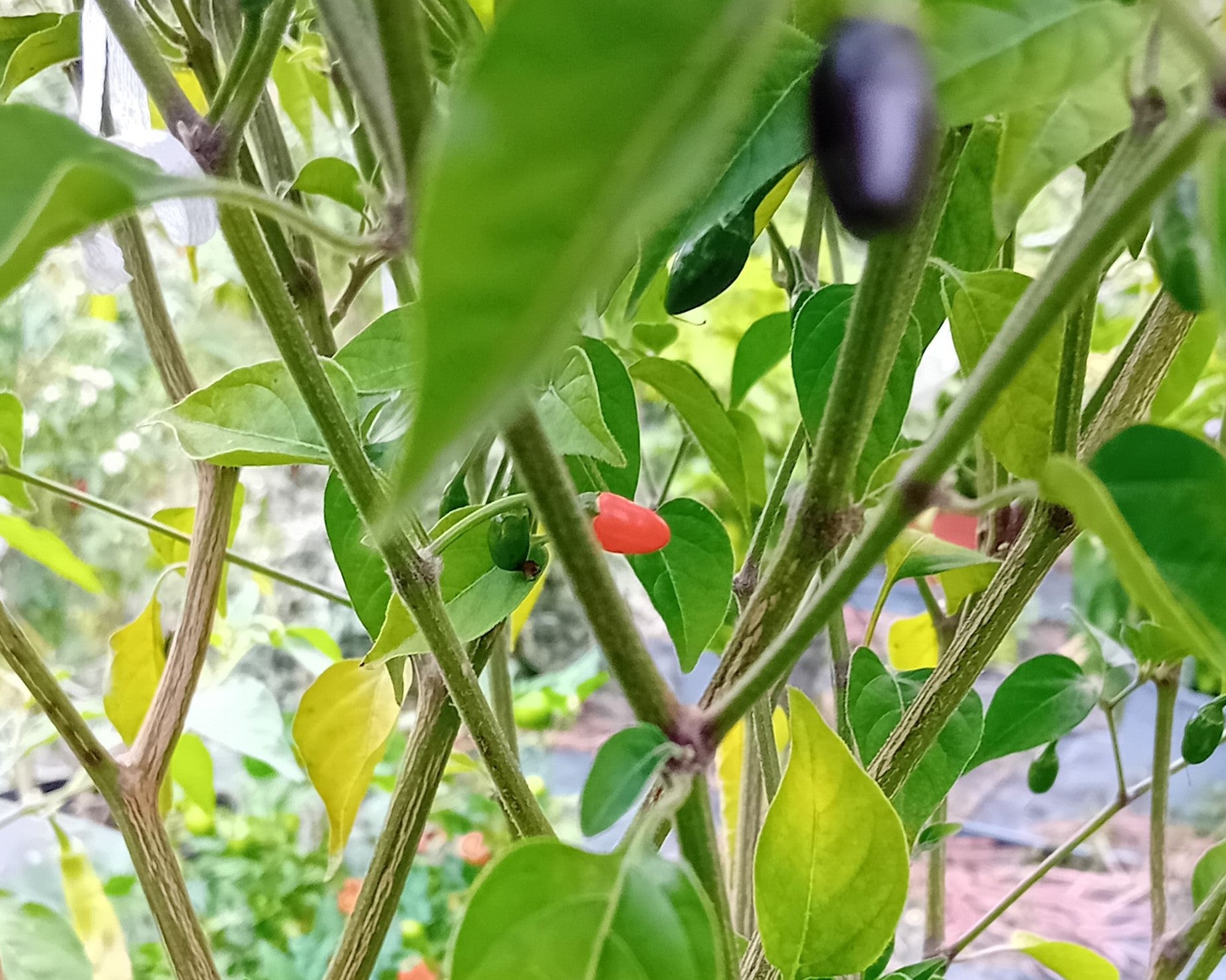 Răsad Ardei - Aji Charapita Bird