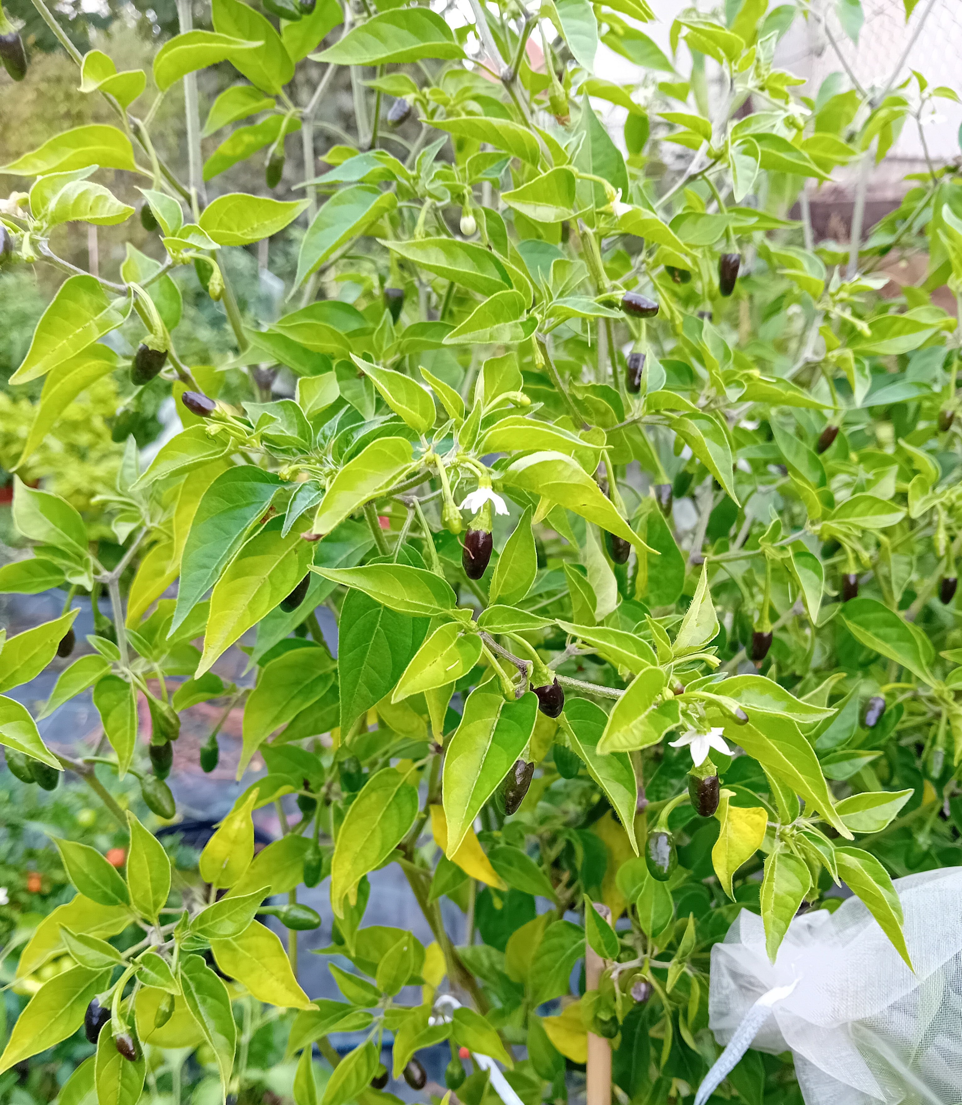 Răsad Ardei - Aji Charapita Bird