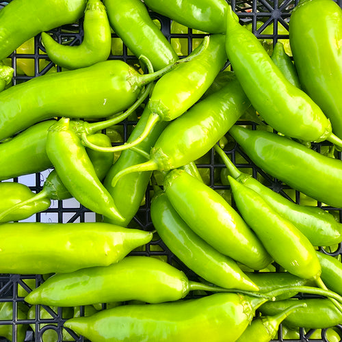 Ardei - Aji Amarillo