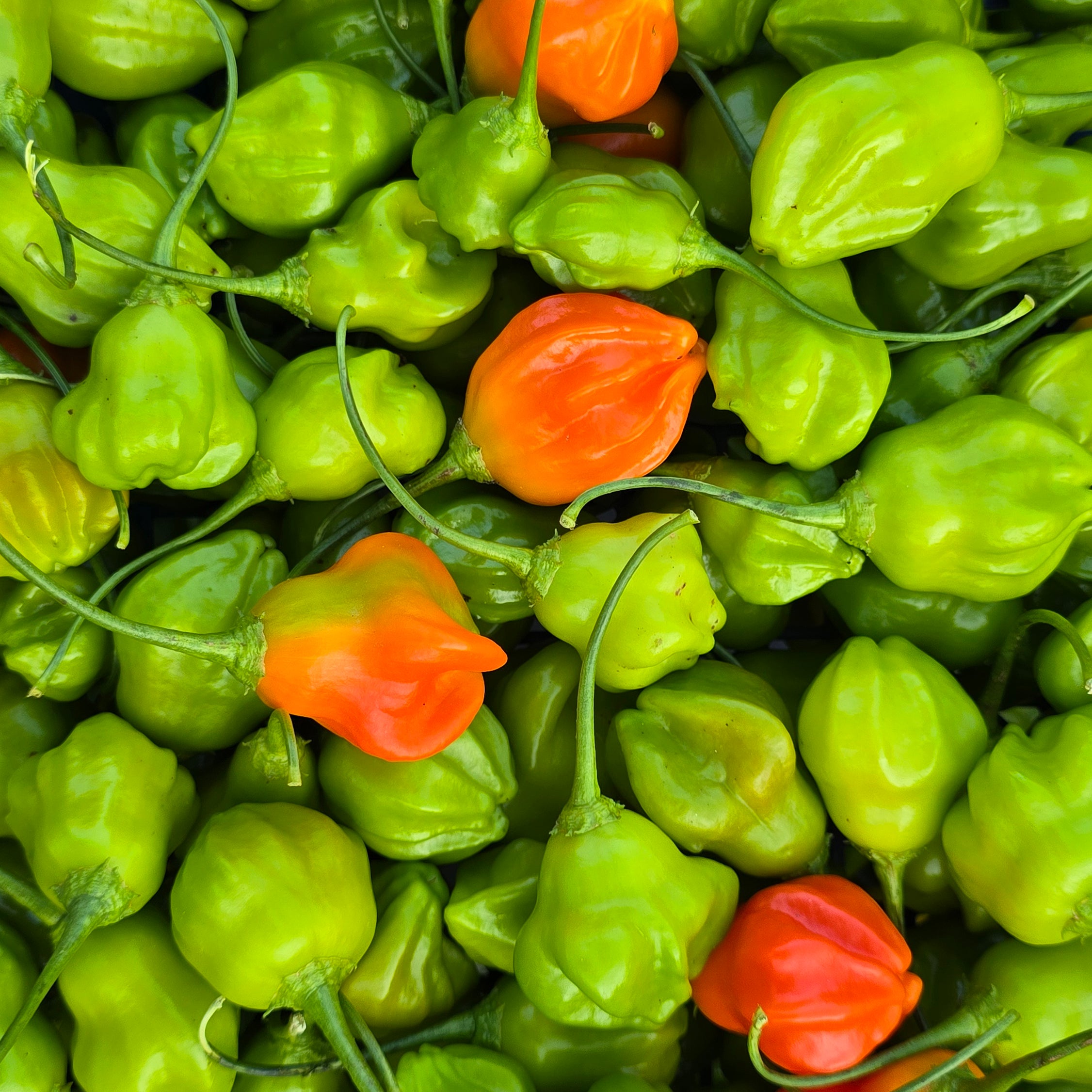 Ardei - Aji Rainforest