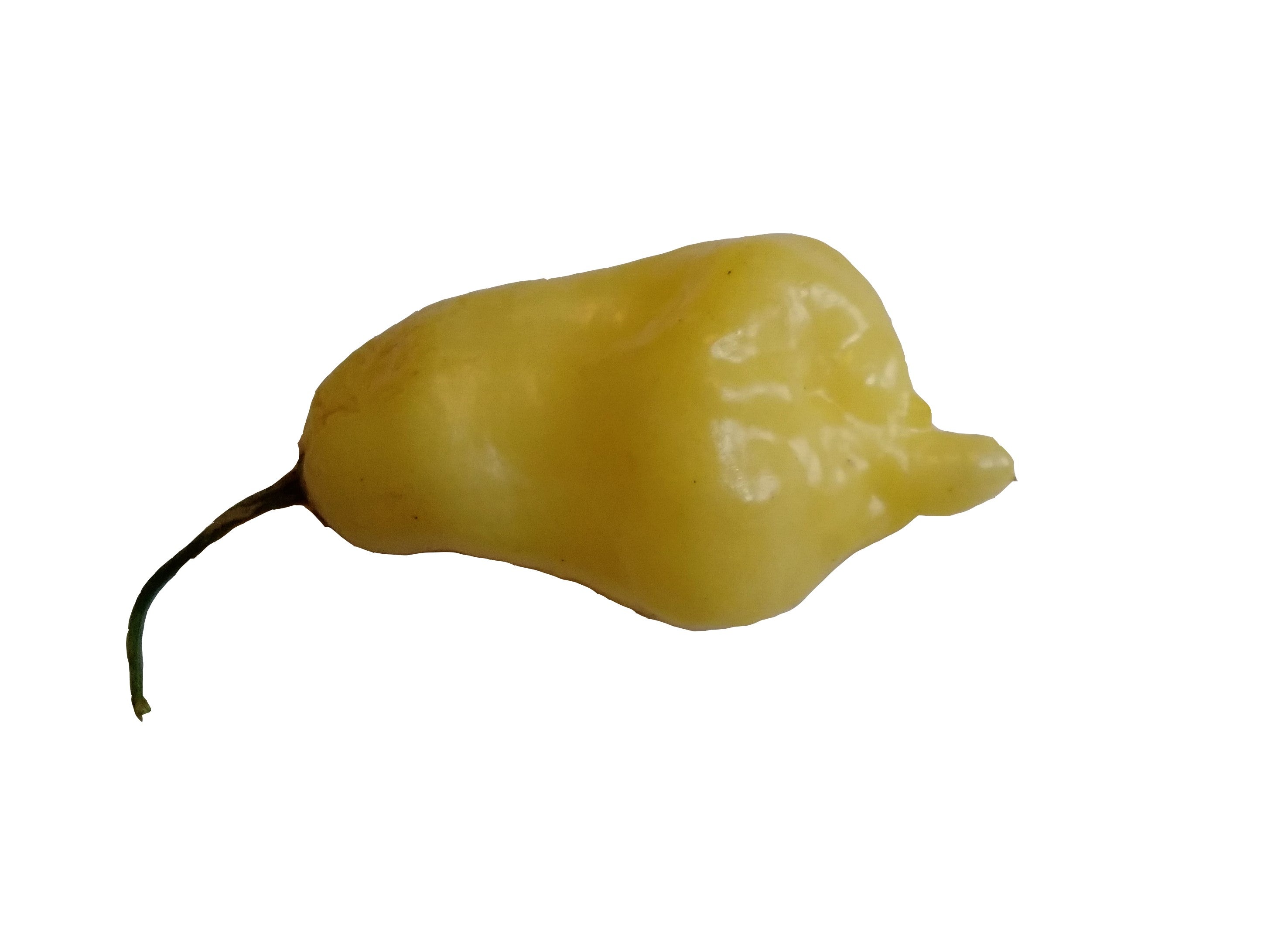 Răsad Ardei - Aji Fantasy