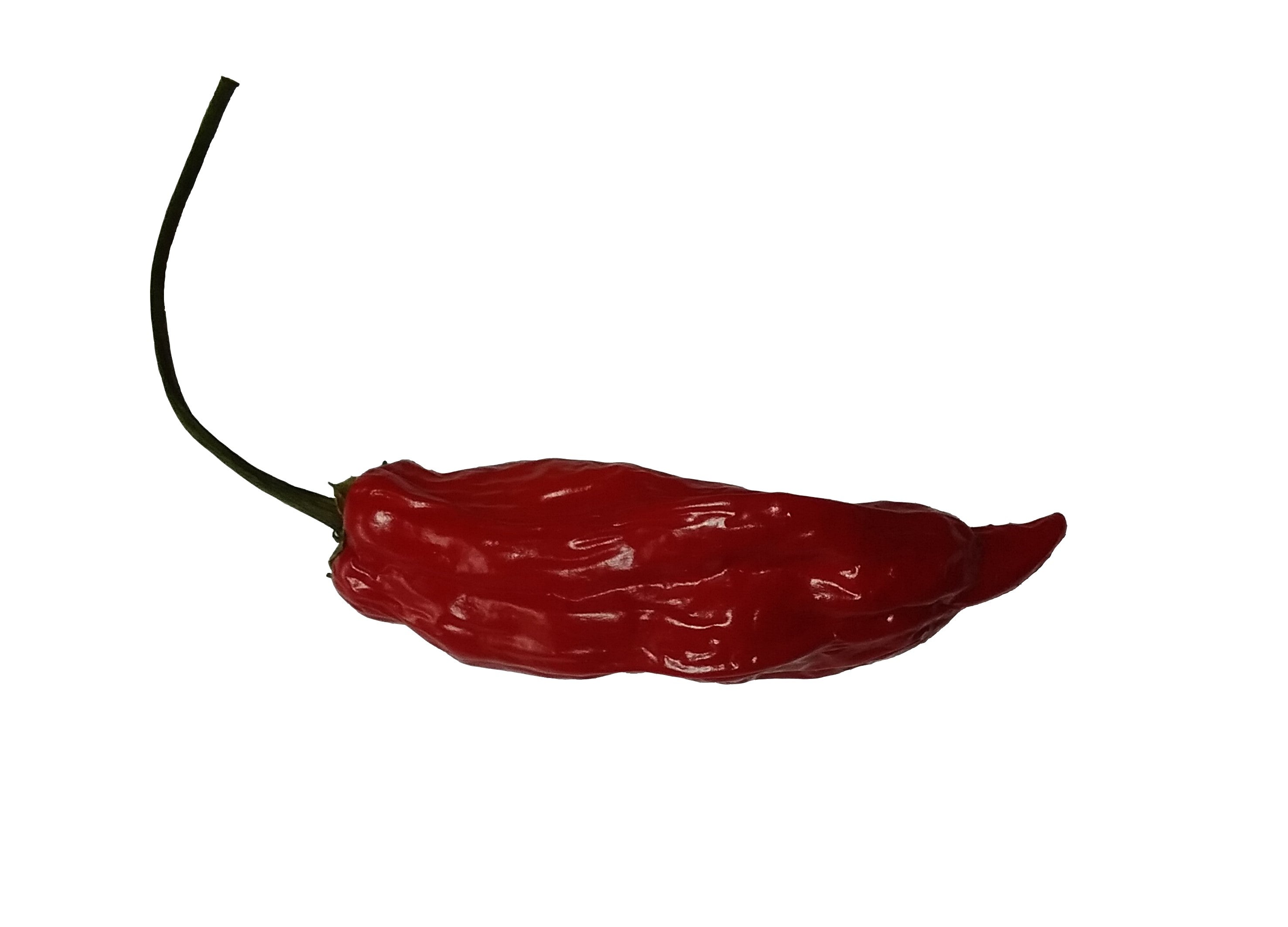 Răsad Ardei - Aji Norteno