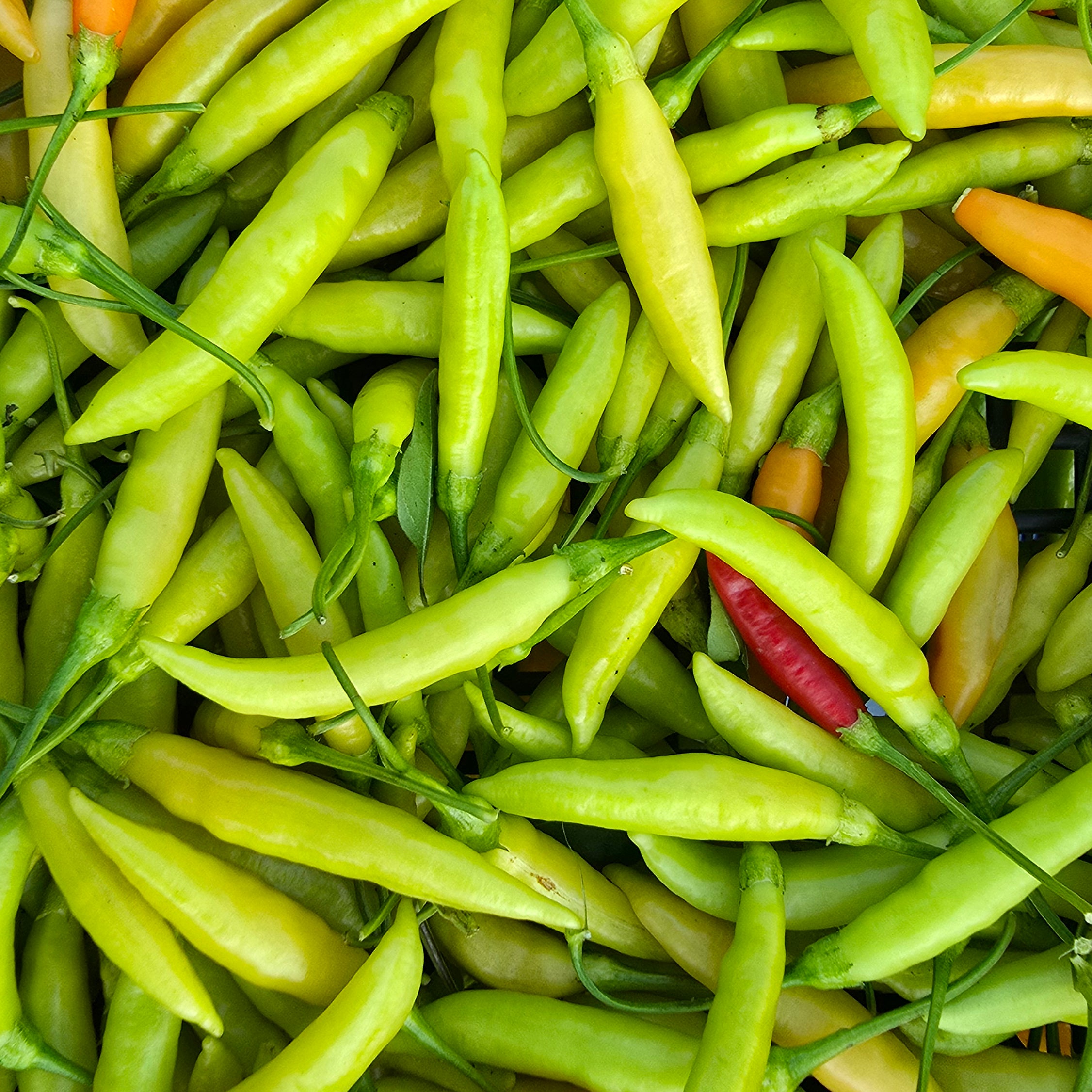 Ardei - Aji Peruvian