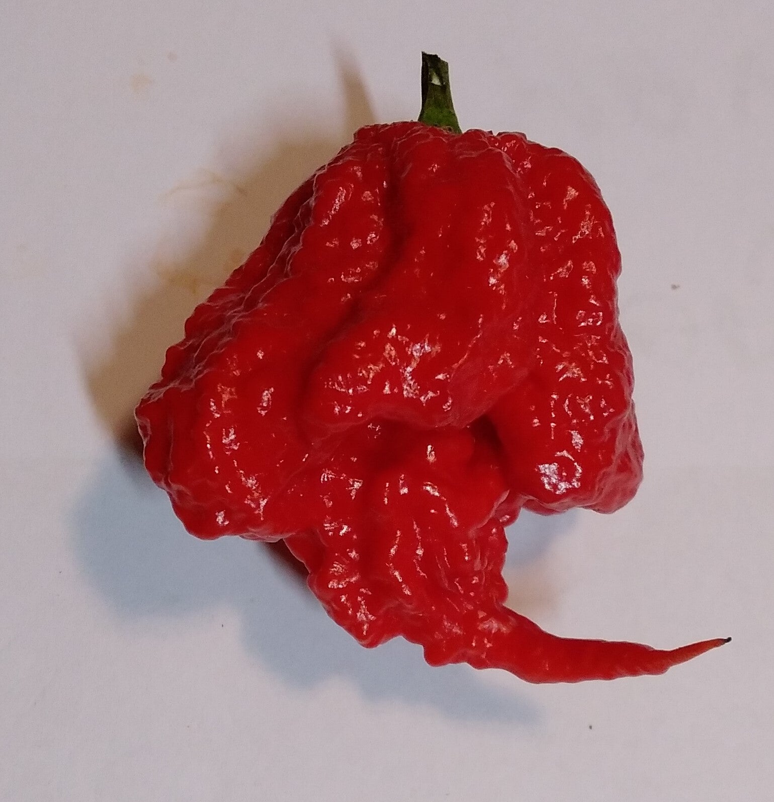 Răsad Ardei - Beast