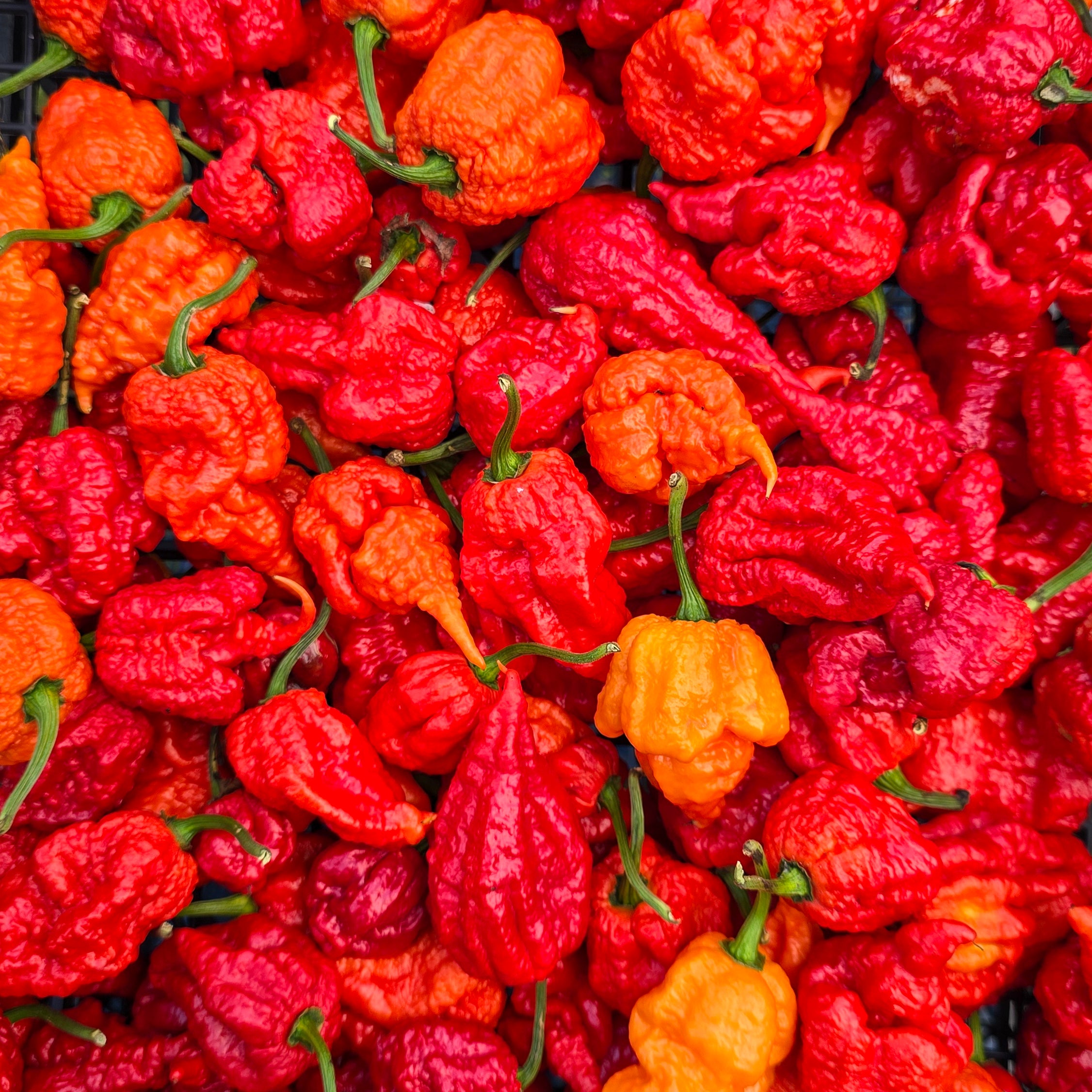 Răsad Ardei - Beast