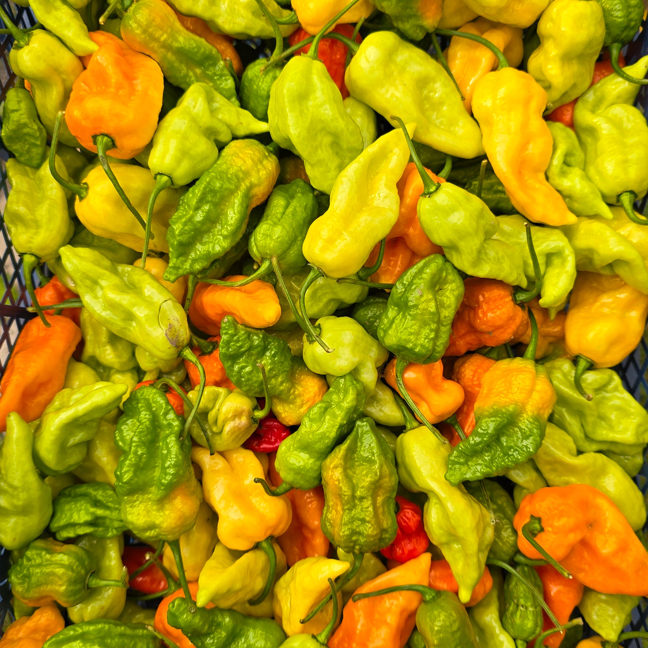 Ardei - Bhut Jolokia