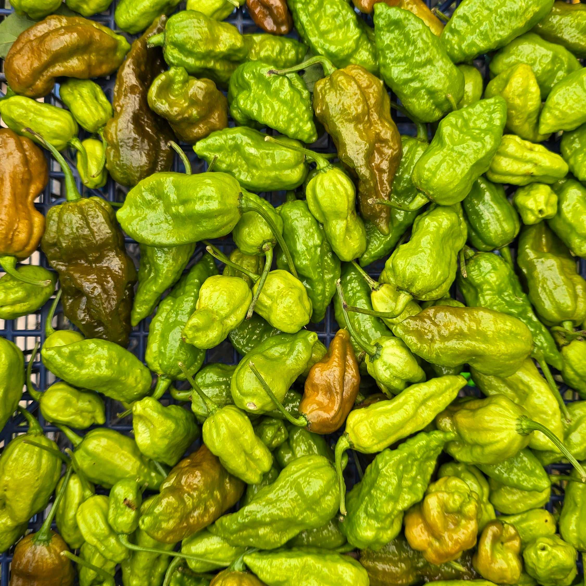 Ardei - Bhut Jolokia Mustard