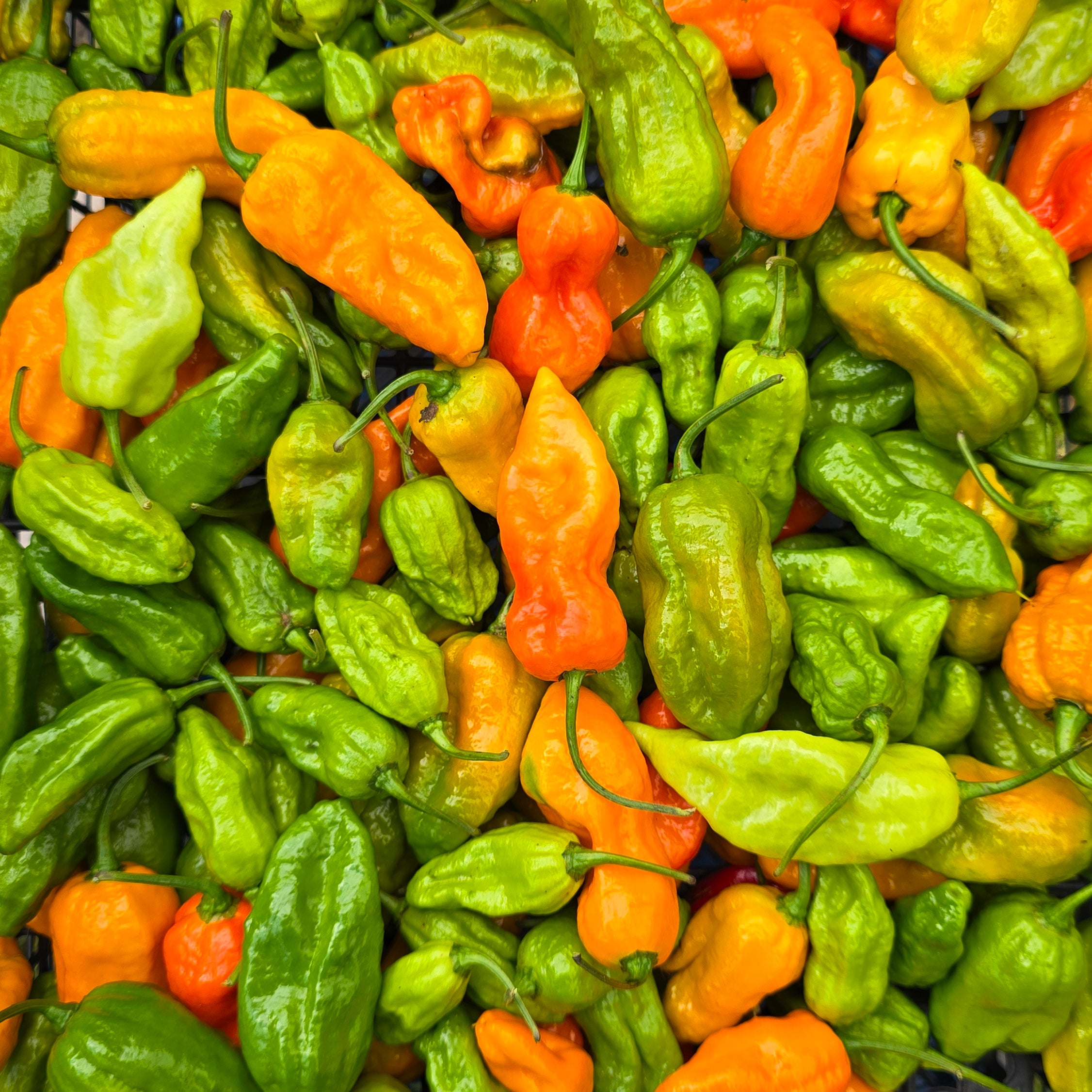 Ardei - Bhut Jolokia Red