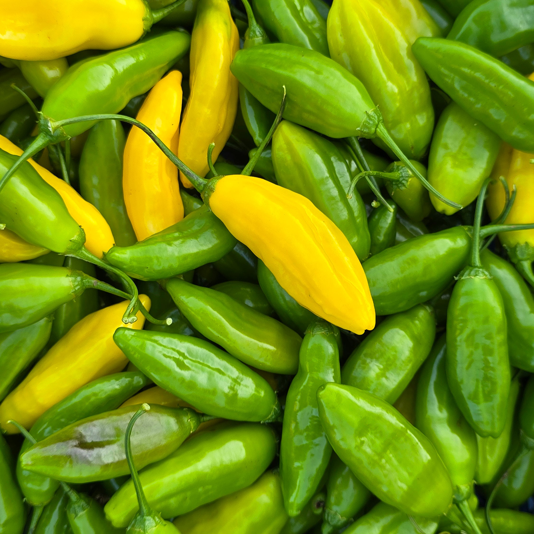 Răsad Ardei - Blended Lemon