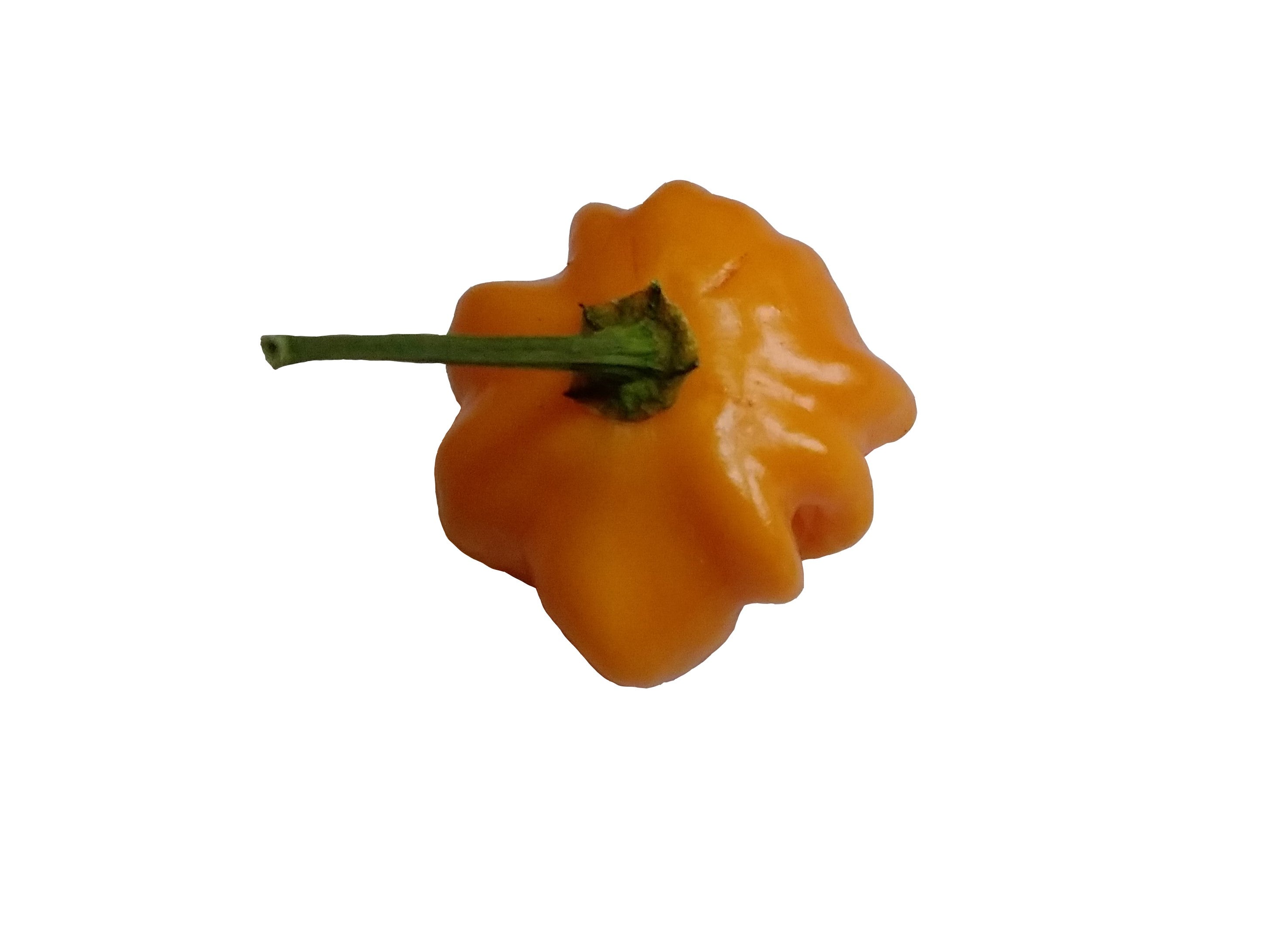 Răsad Ardei - Brazilian Starfish Orange