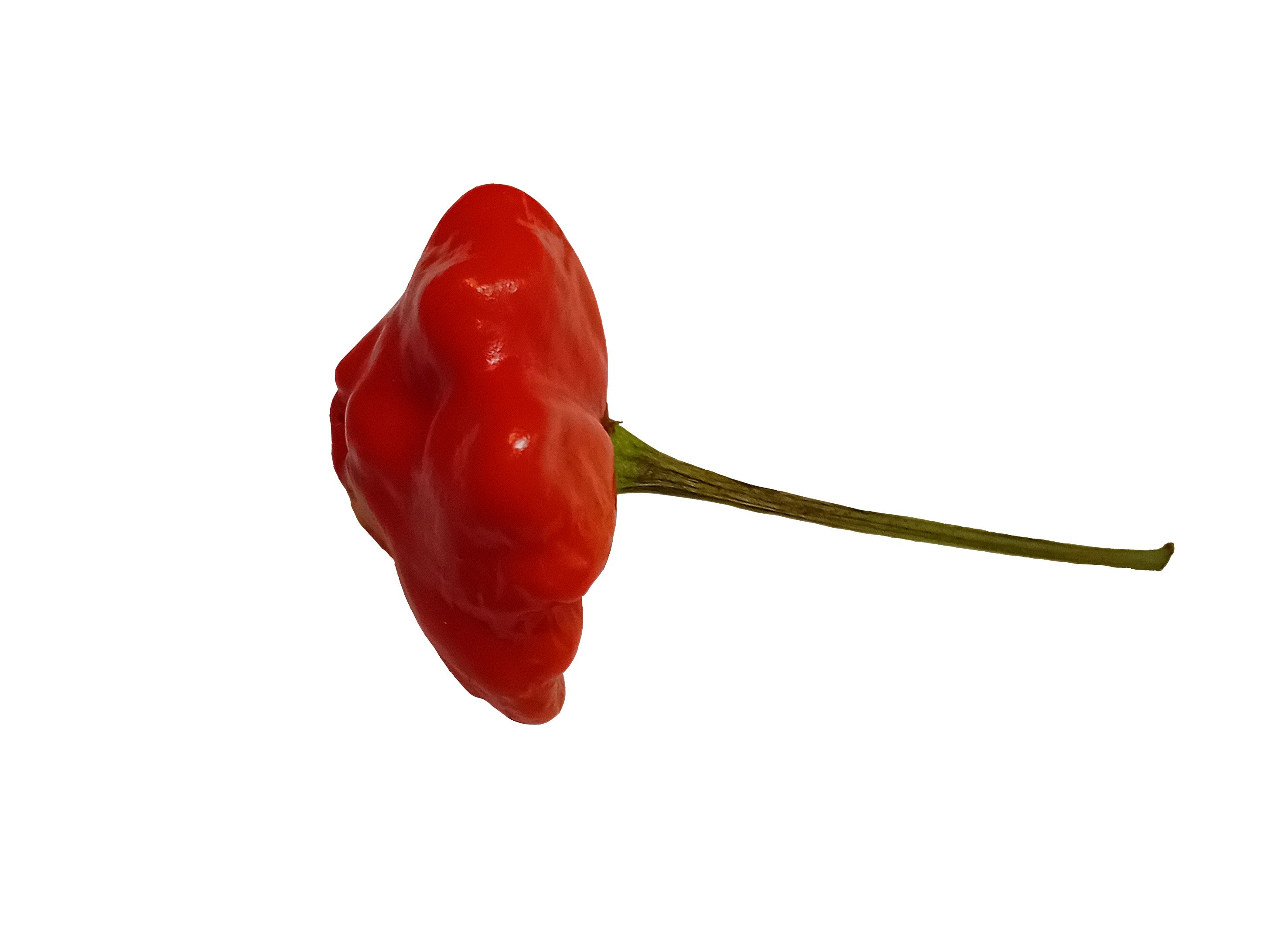 Răsad Ardei - Brazilian Starfish Red