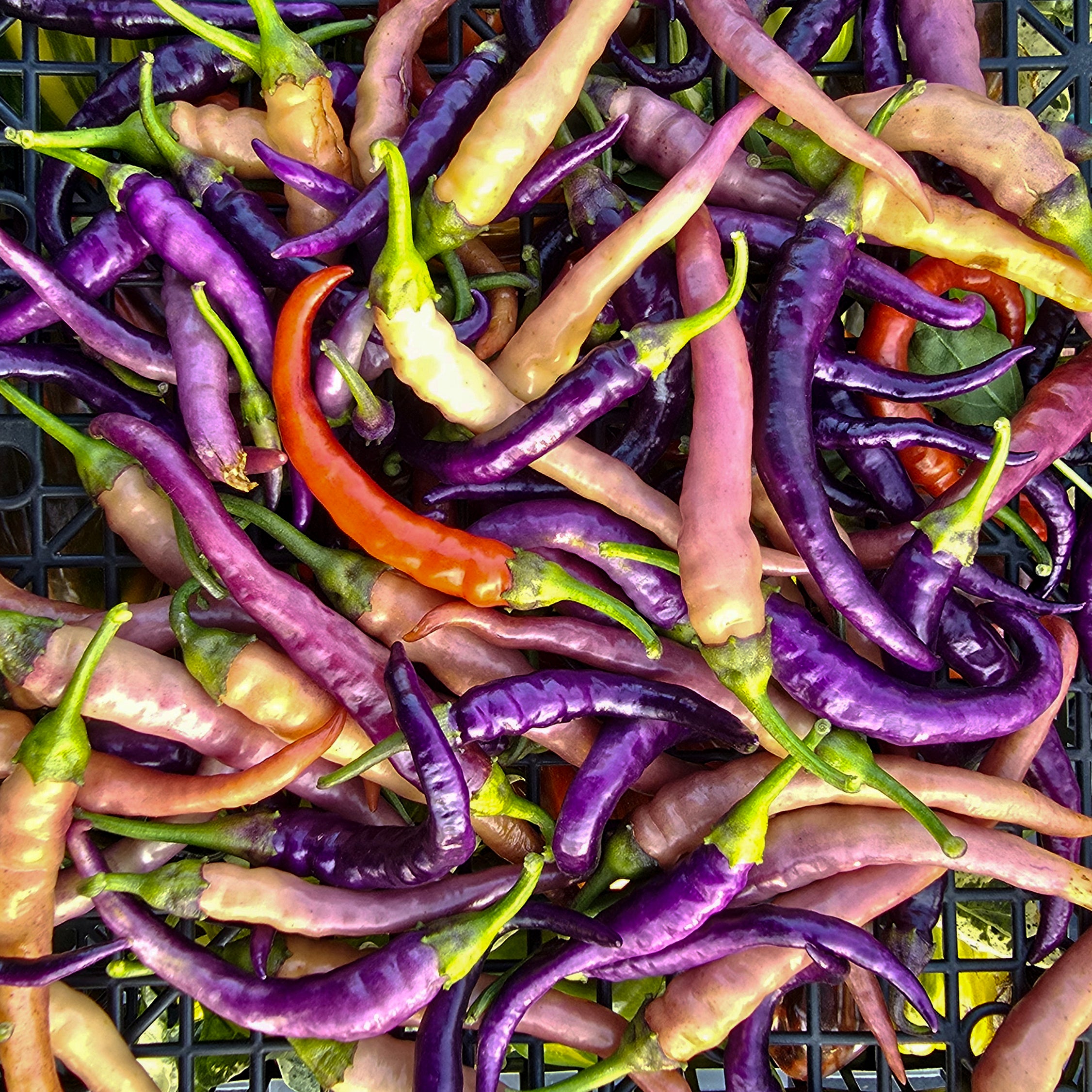 Ardei - Buena mulata