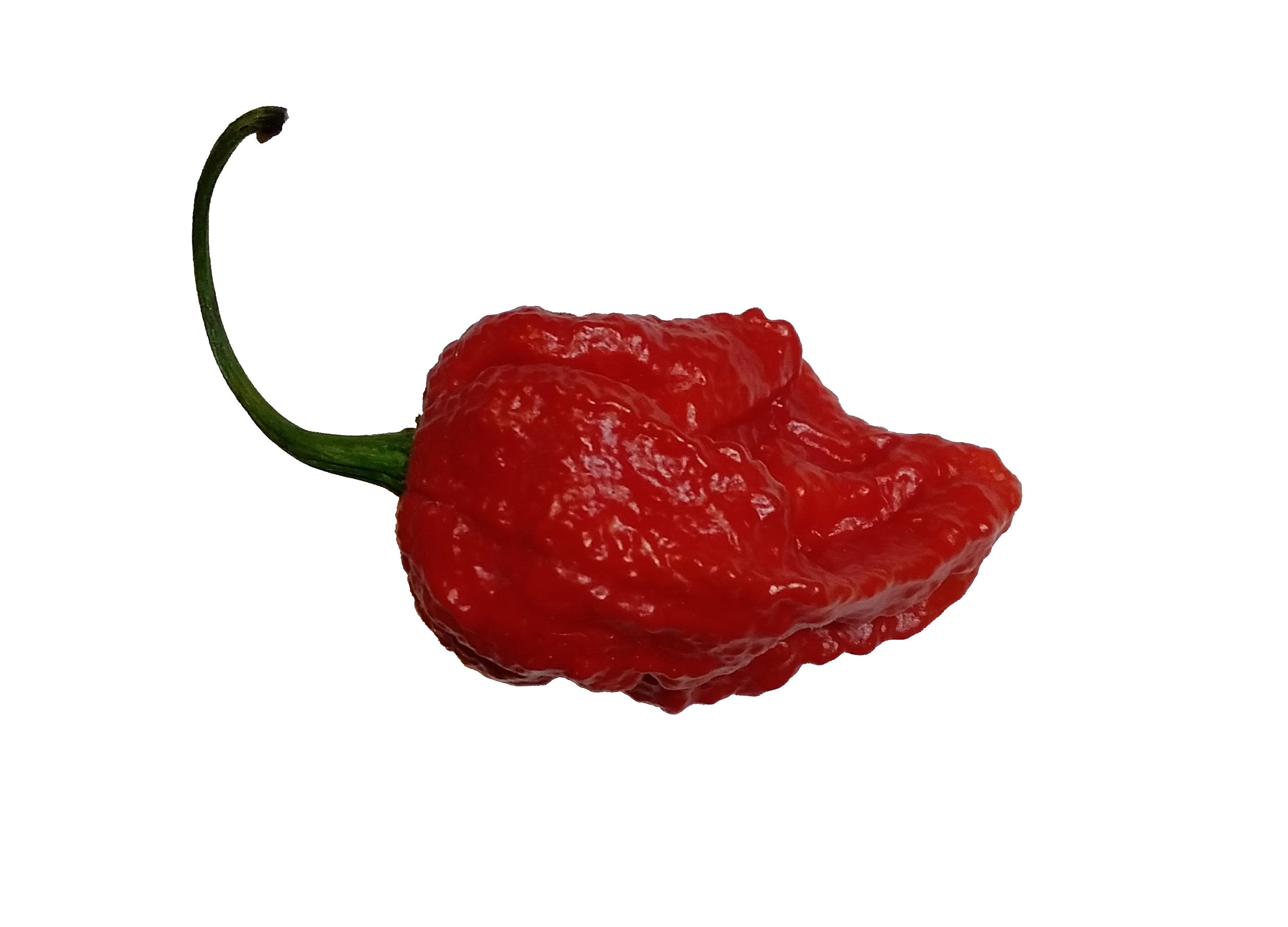 Răsad Ardei - Bhutlah Red