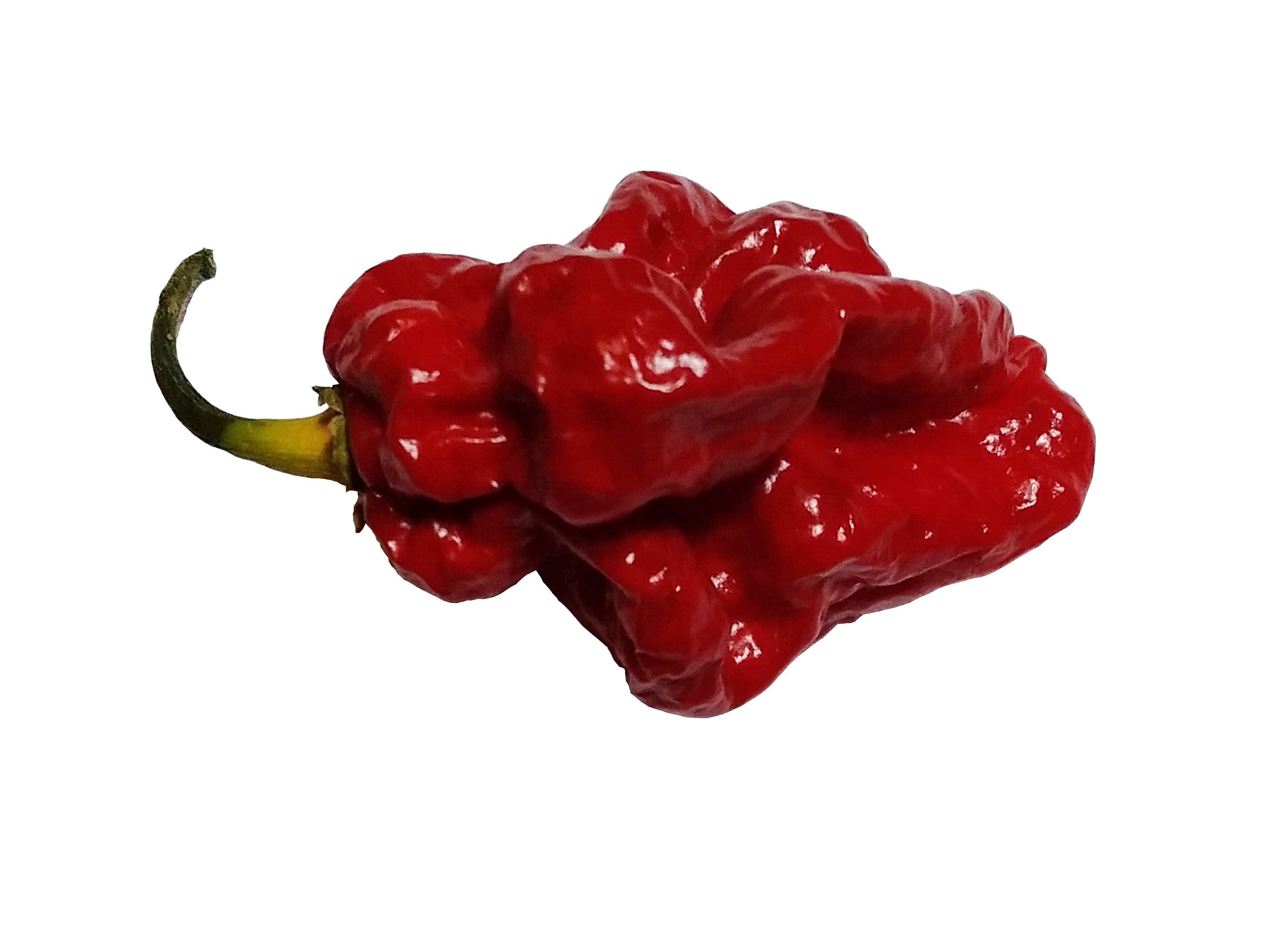 Răsad Ardei - Carbonero Red