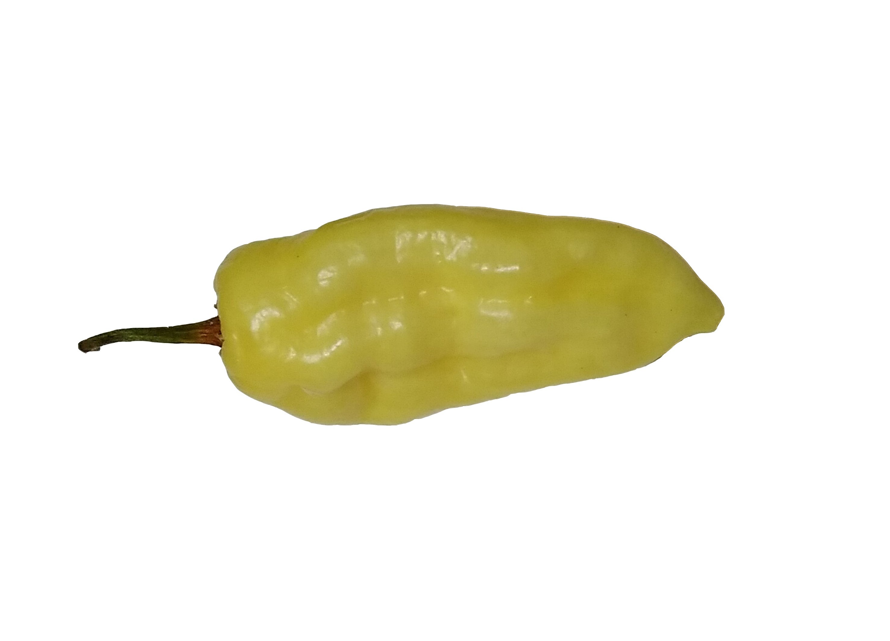 Răsad Ardei - Carbonero White