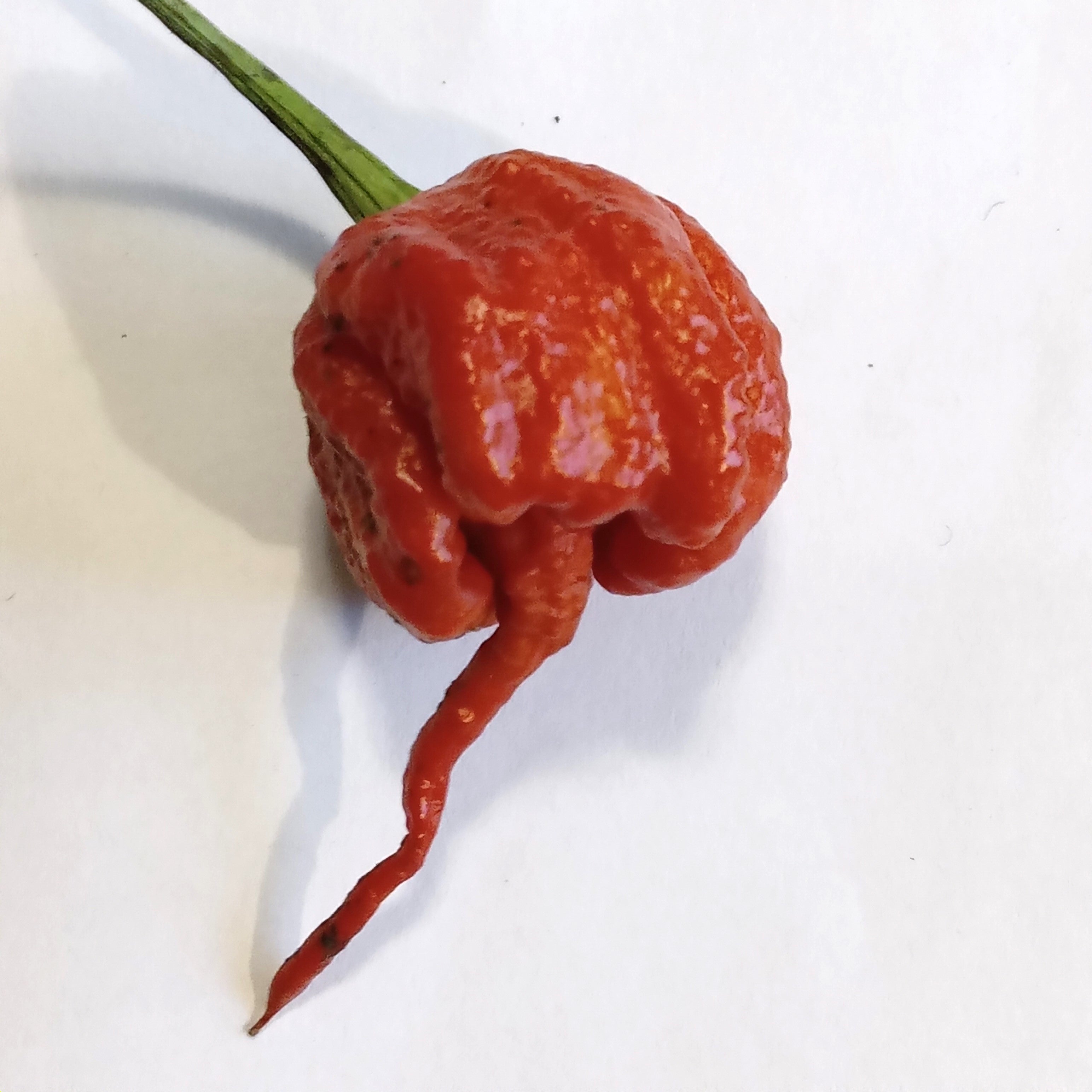 Răsad Ardei - Carolina Reaper Caramel