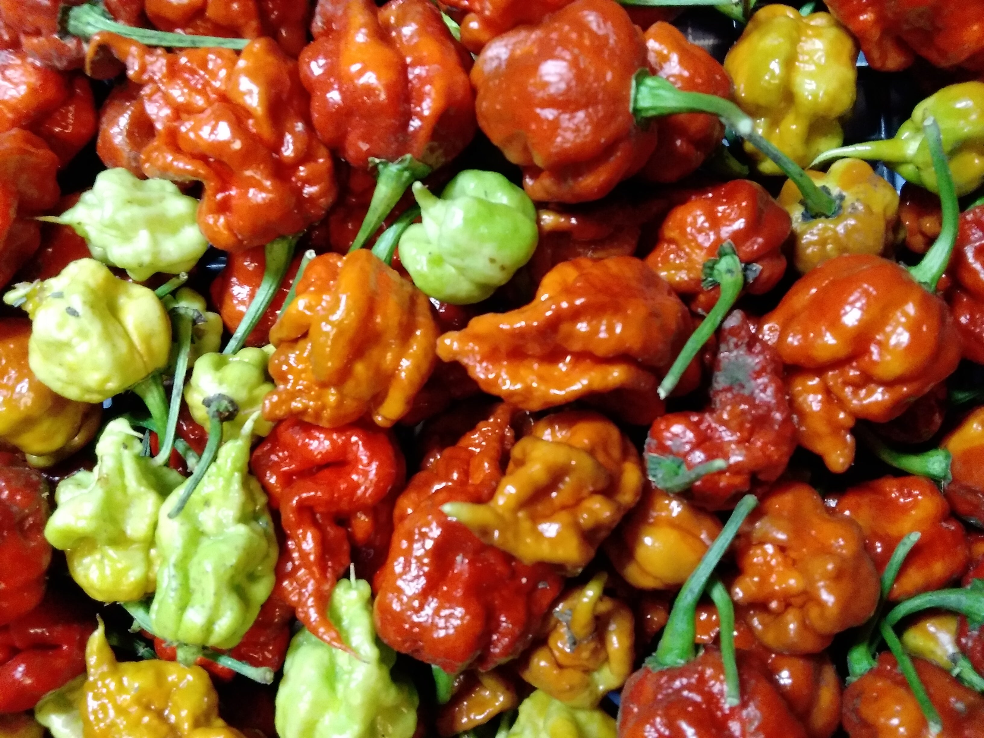 Răsad Ardei - Carolina Reaper Caramel