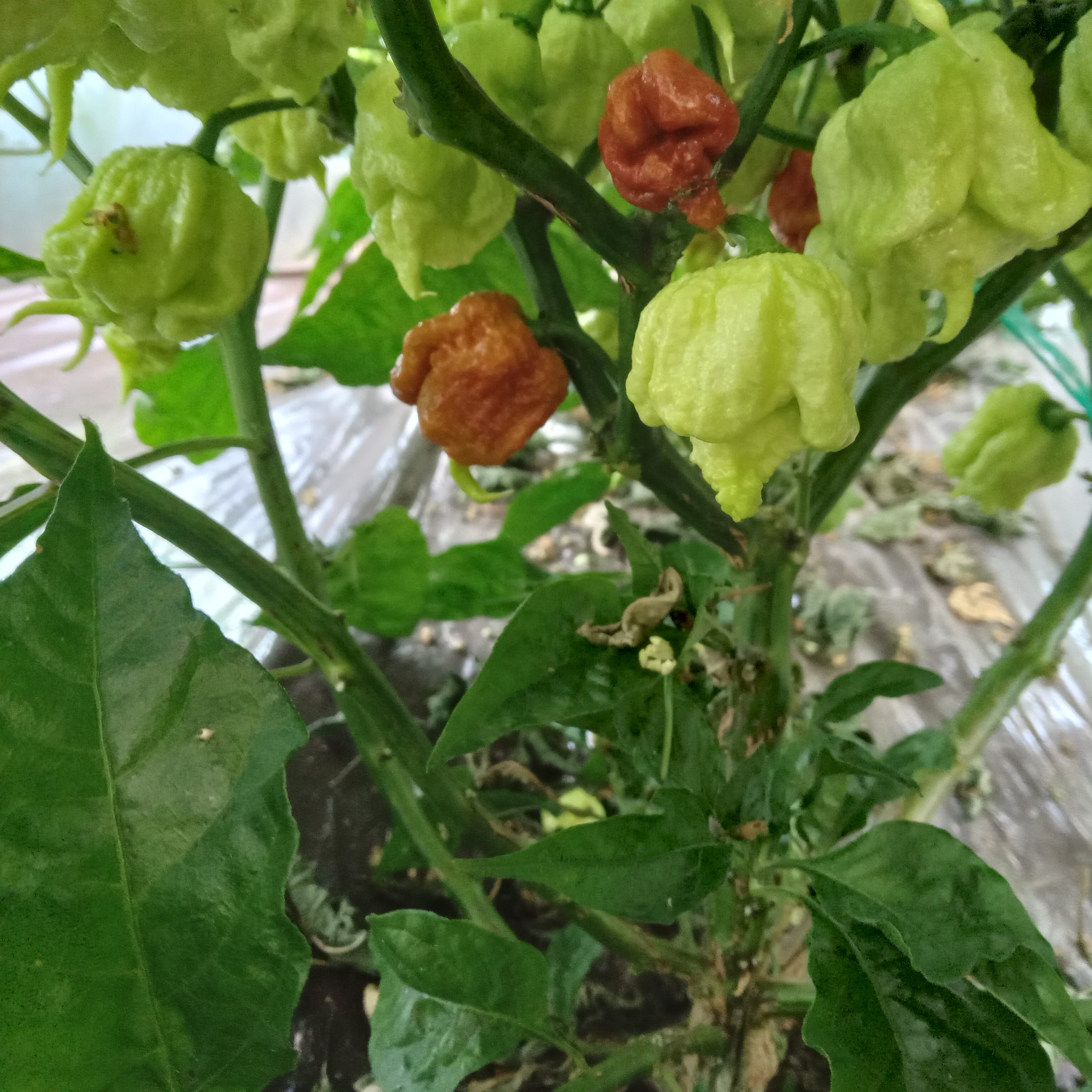 Răsad Ardei - Carolina Reaper Caramel