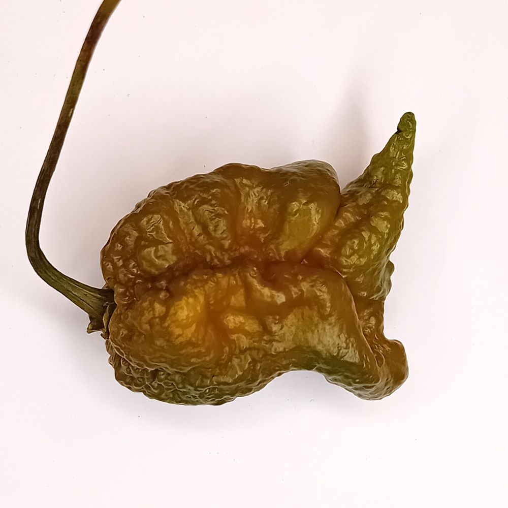 Răsad Ardei - Carolina Reaper Mustard