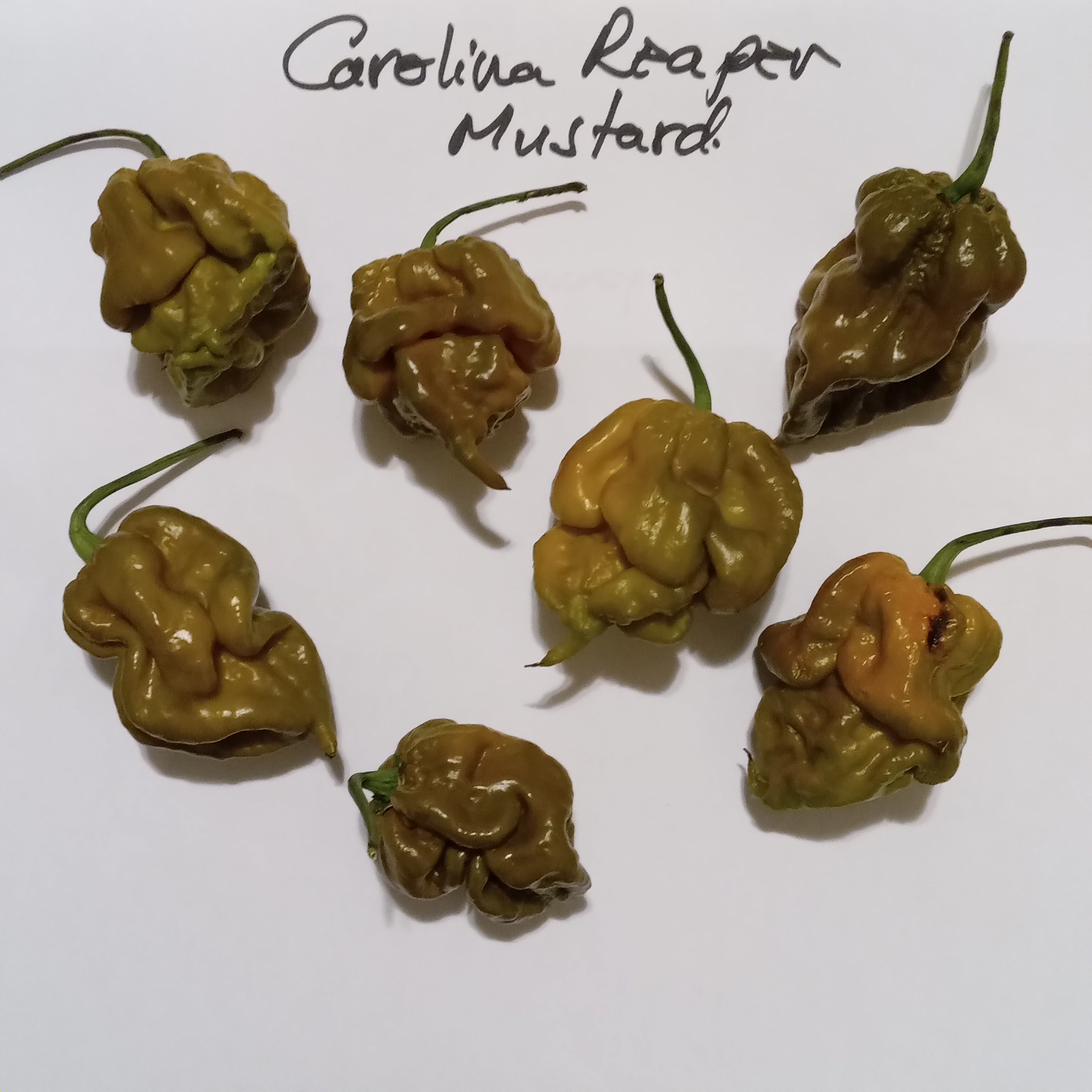 Răsad Ardei - Carolina Reaper Mustard