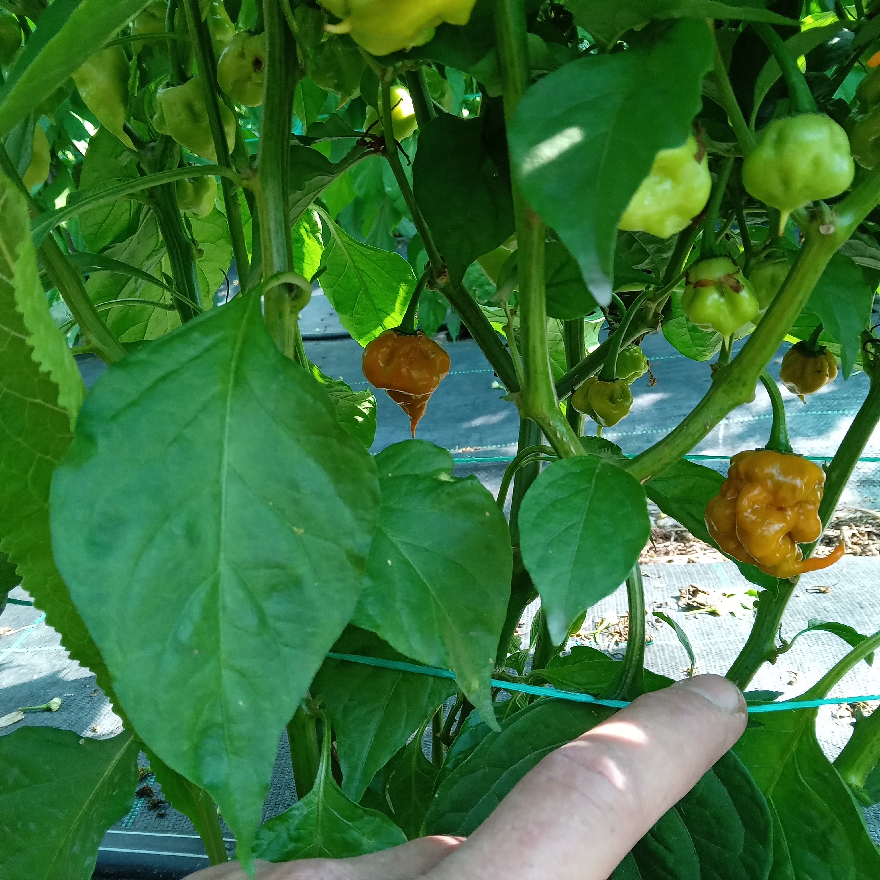 Răsad Ardei - Carolina Reaper Mustard