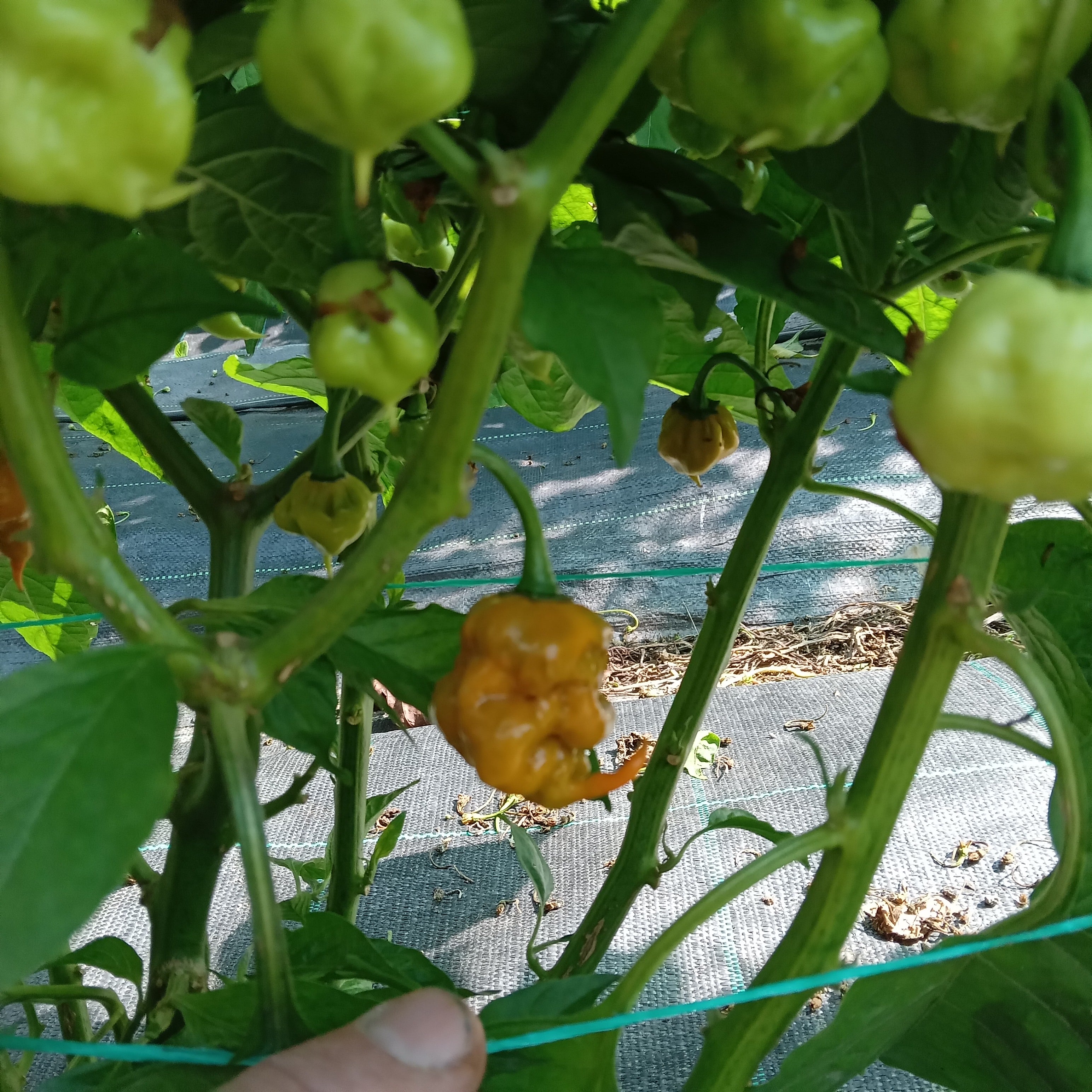 Răsad Ardei - Carolina Reaper Mustard