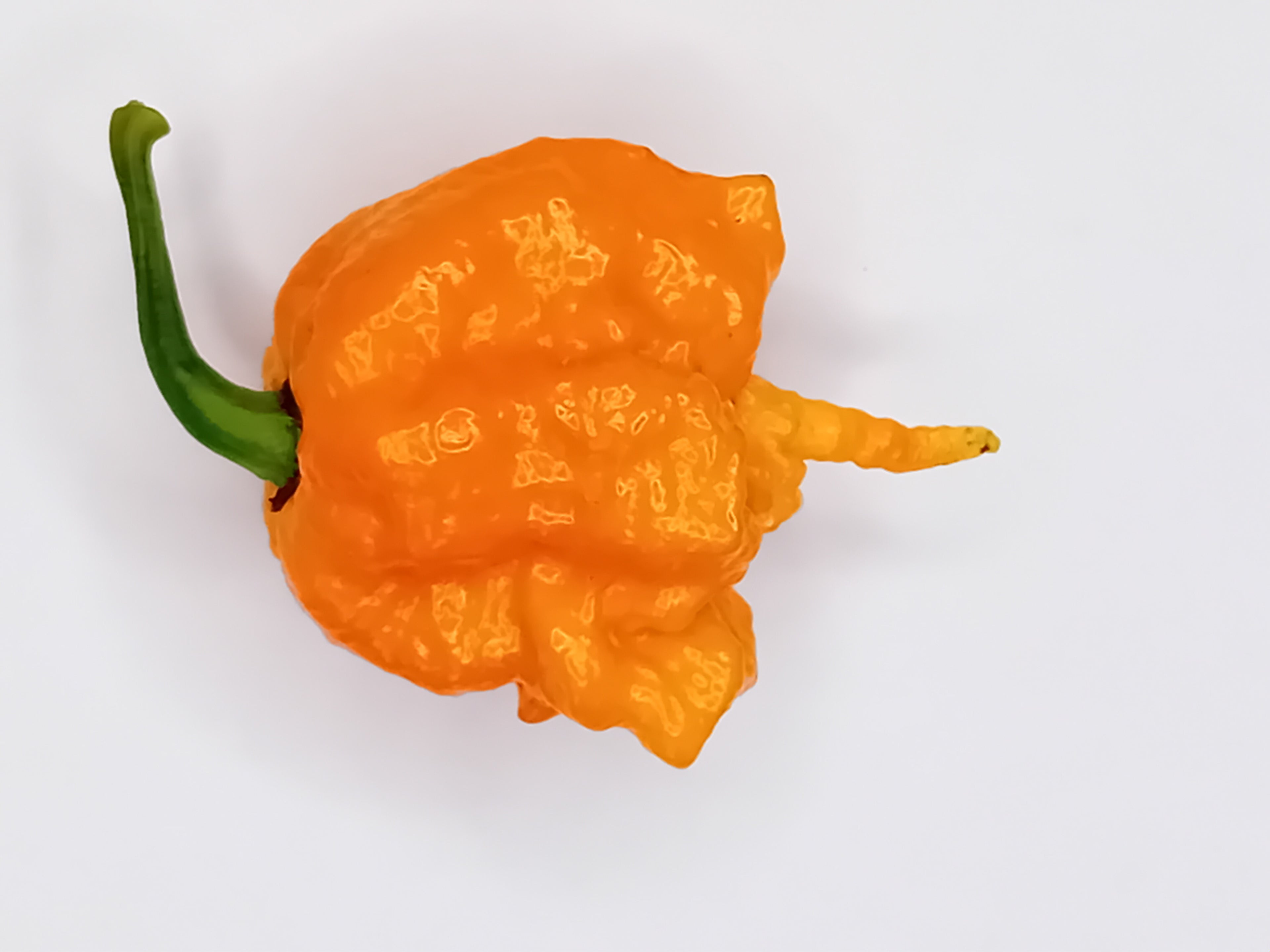 Răsad Ardei - Carolina Reaper Orange