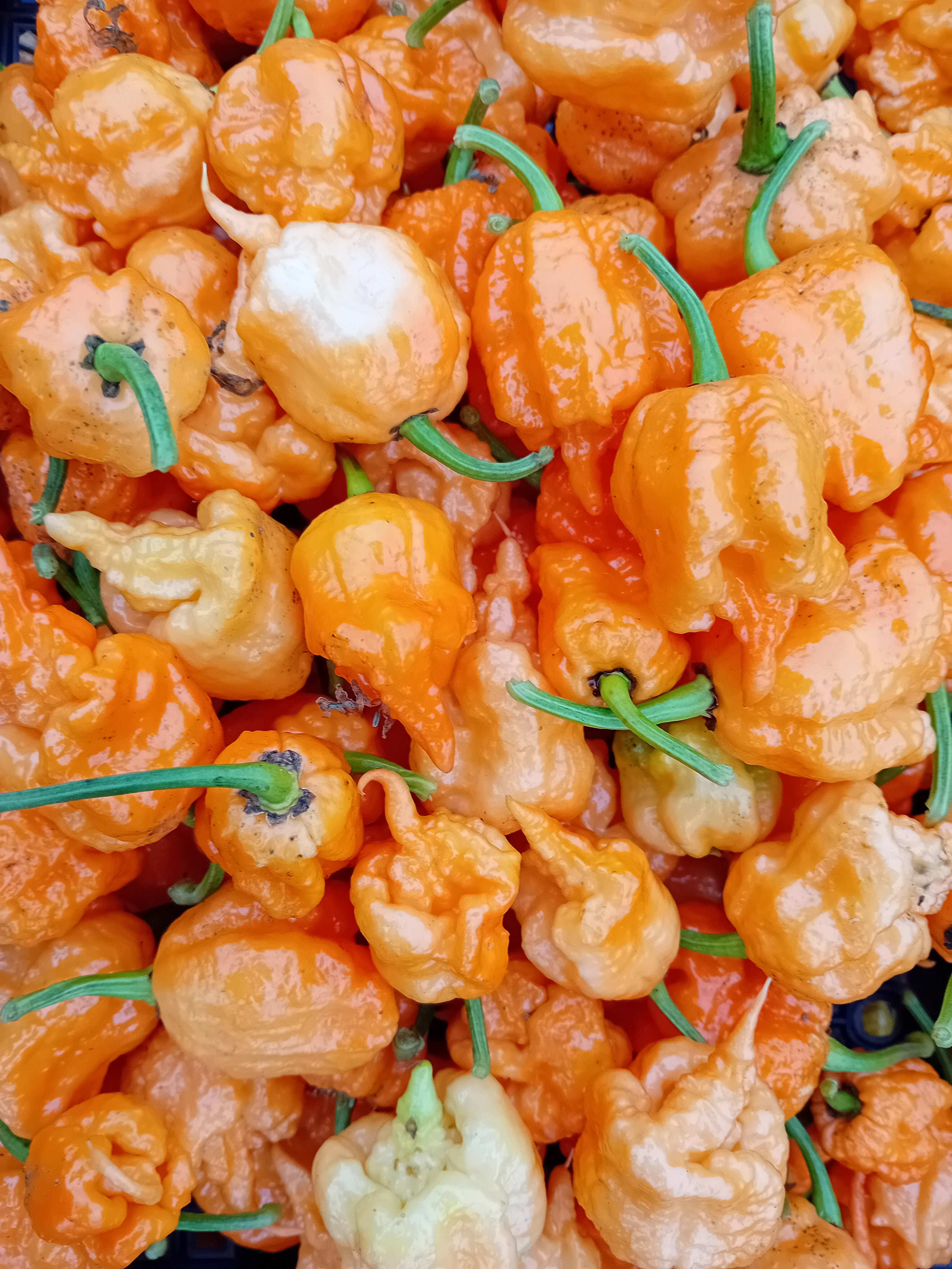 Răsad Ardei - Carolina Reaper Orange