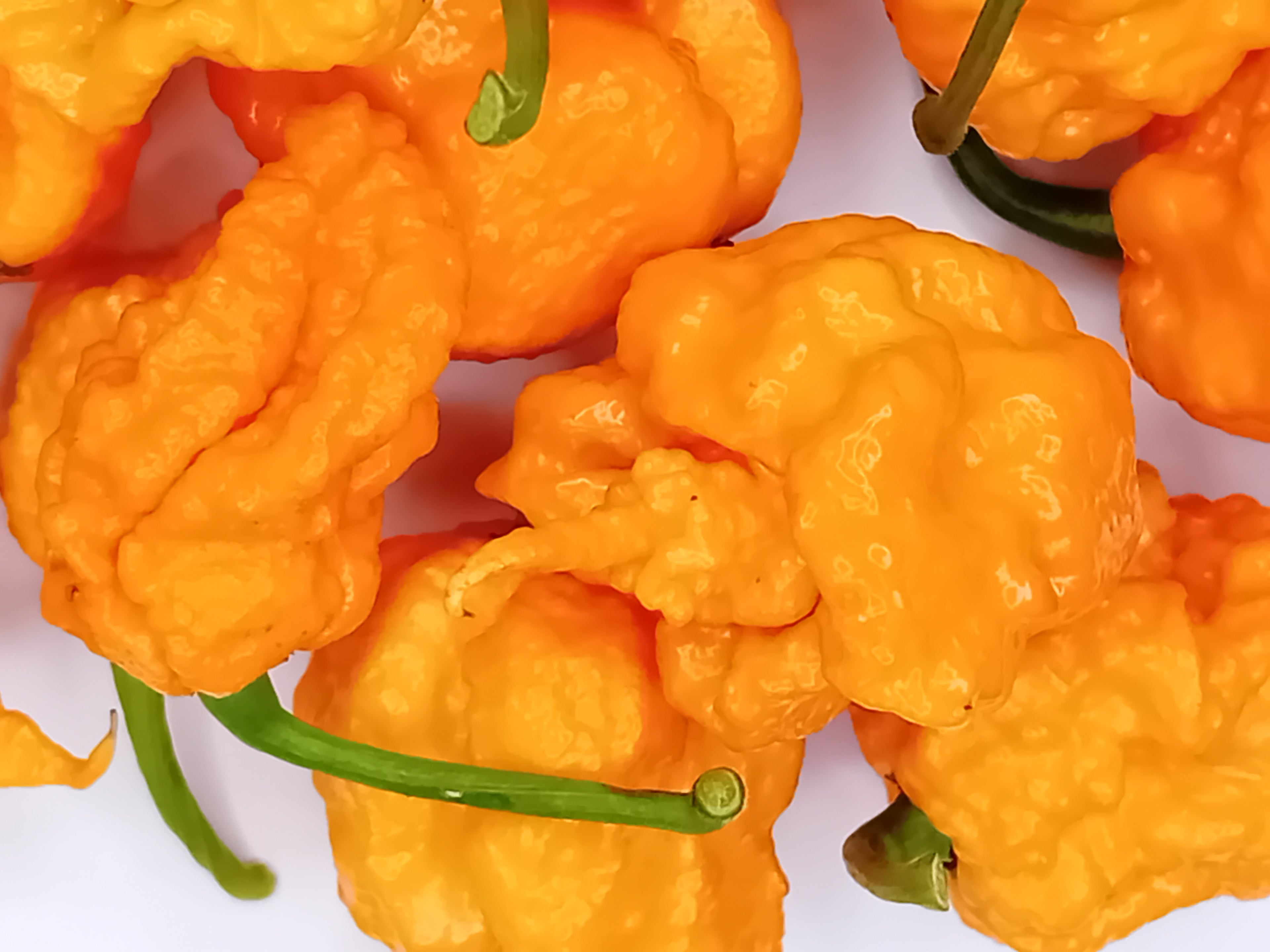 Răsad Ardei - Carolina Reaper Orange