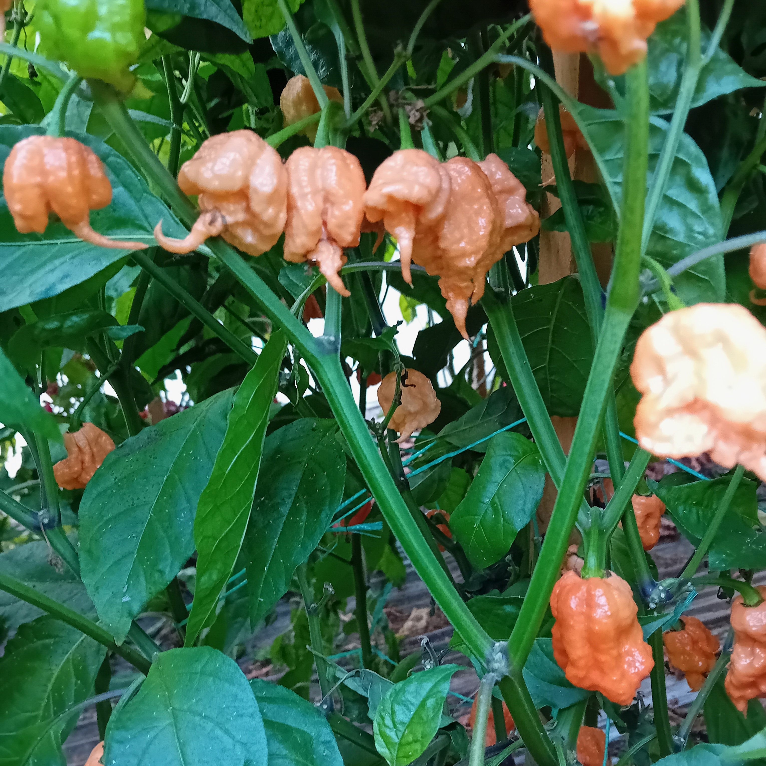 Răsad Ardei - Carolina Reaper Orange