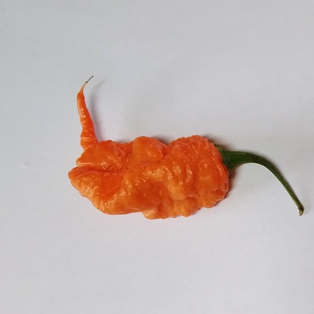 Răsad Ardei - Carolina Reaper Peach