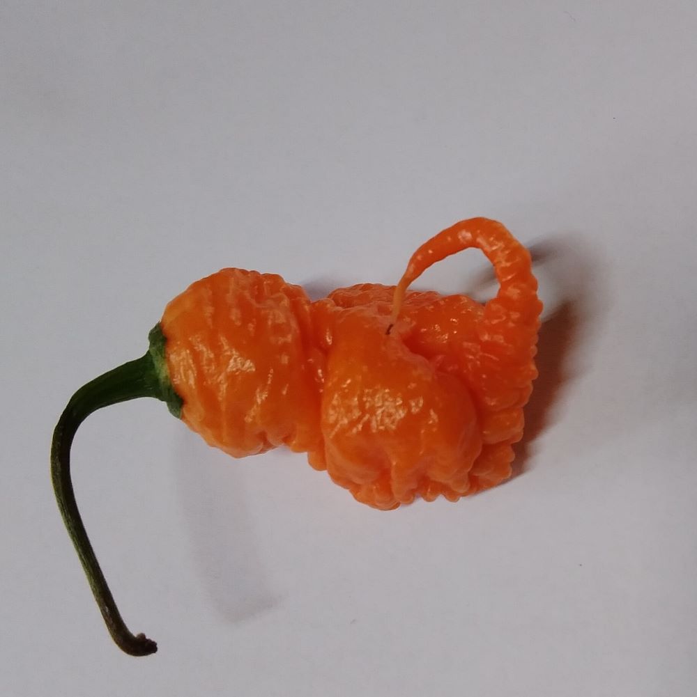 Răsad Ardei - Carolina Reaper Peach