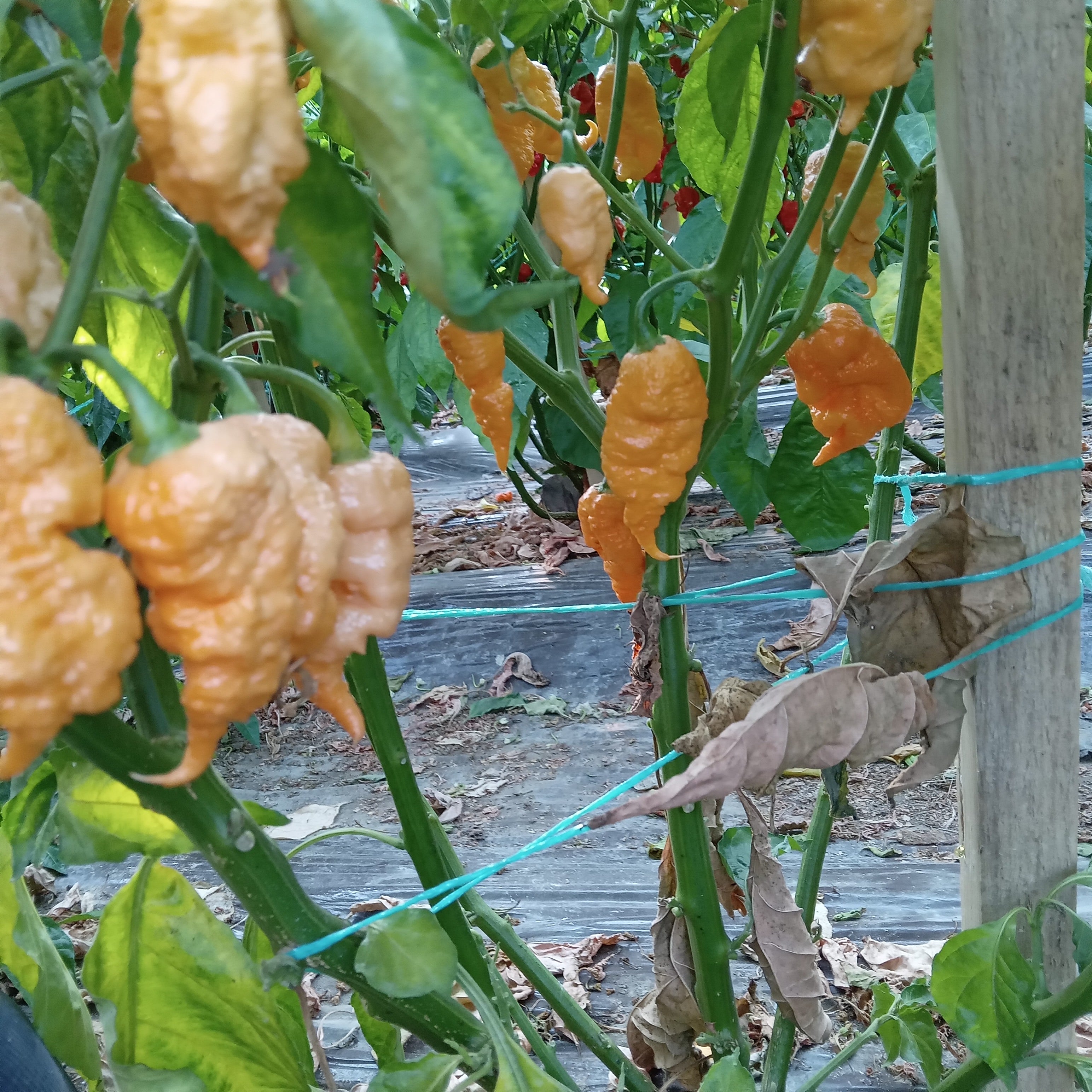 Răsad Ardei - Carolina Reaper Peach