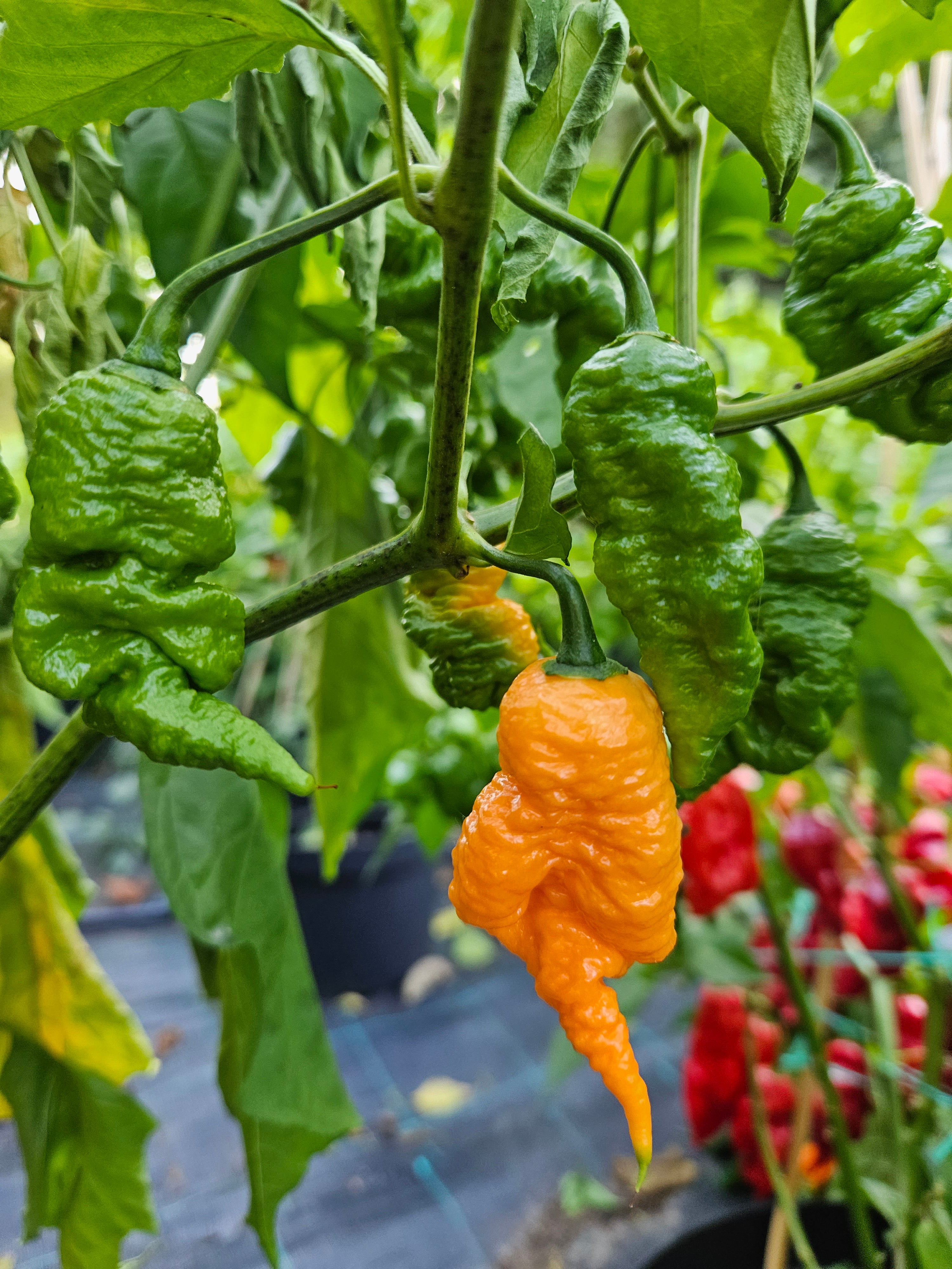 Răsad Ardei - Carolina Reaper Peach
