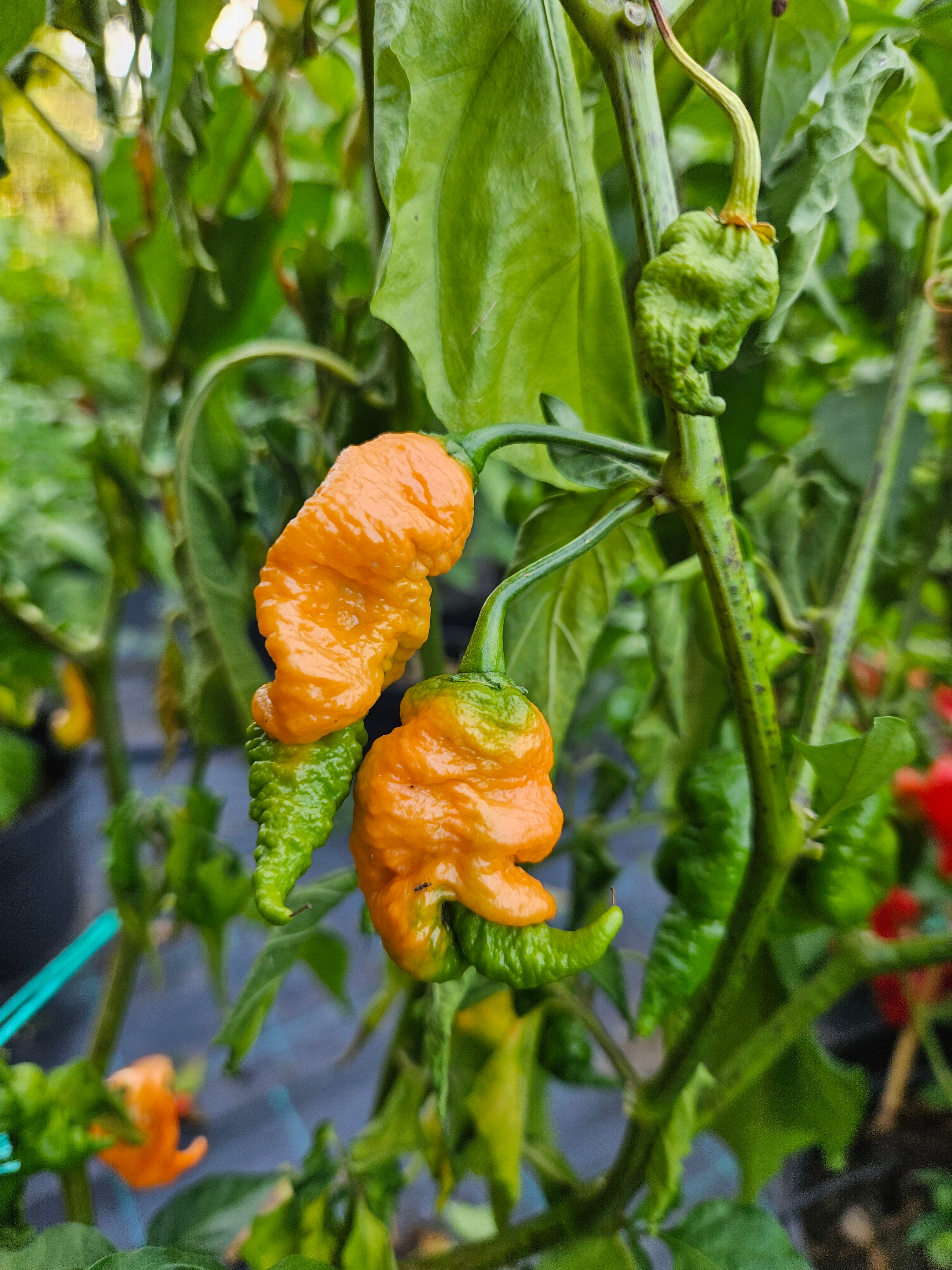 Răsad Ardei - Carolina Reaper Peach