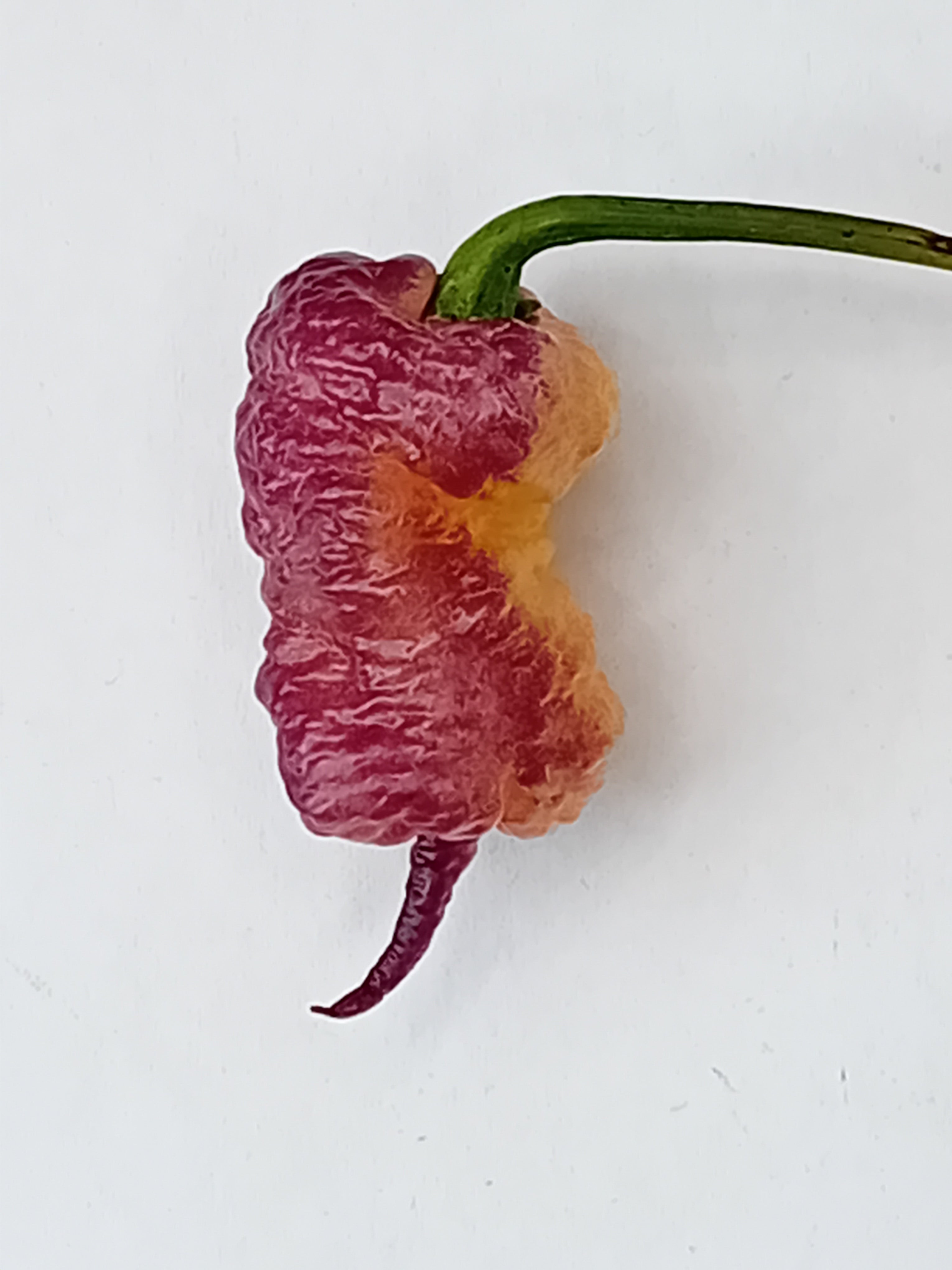 Răsad Ardei - Calolina Reaper Pink Peach