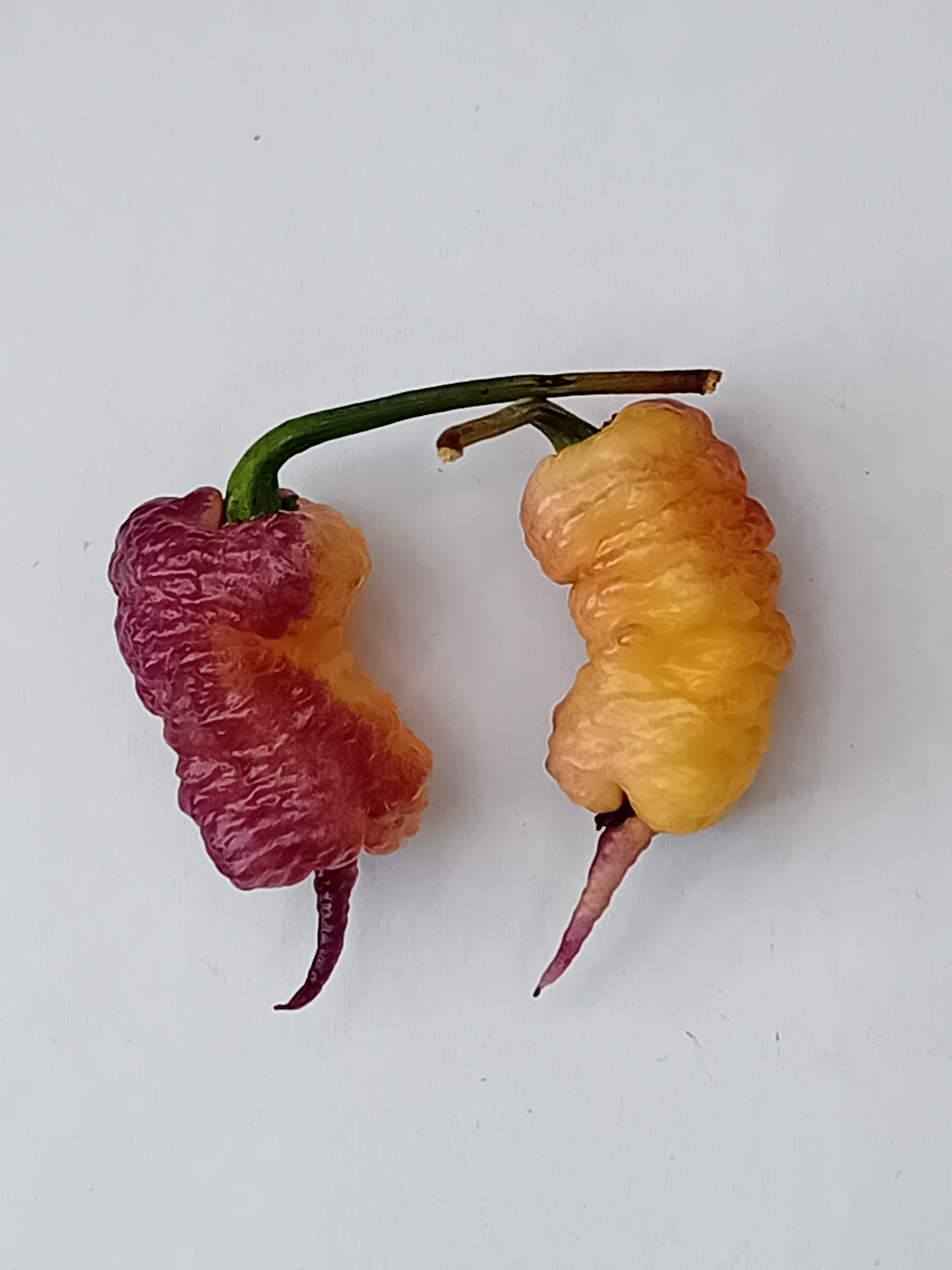 Răsad Ardei - Calolina Reaper Pink Peach